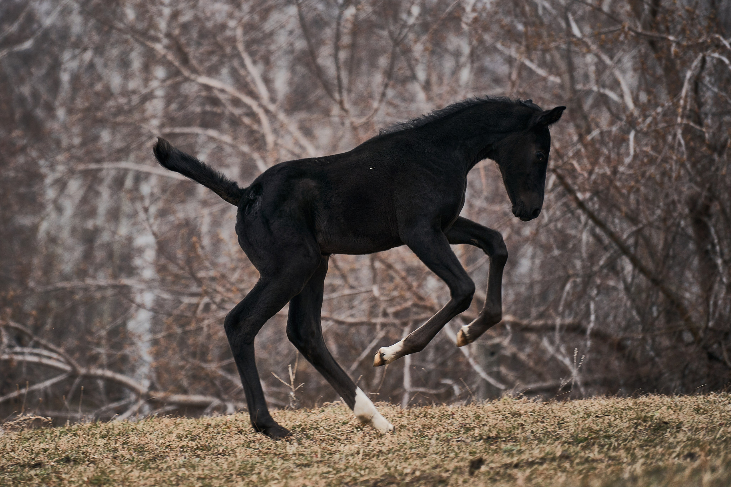 Деспина Хит, спортивная помесь, КСОЦ «Свобода». Фотосессии с лошадьми в Москве, Новосибирске