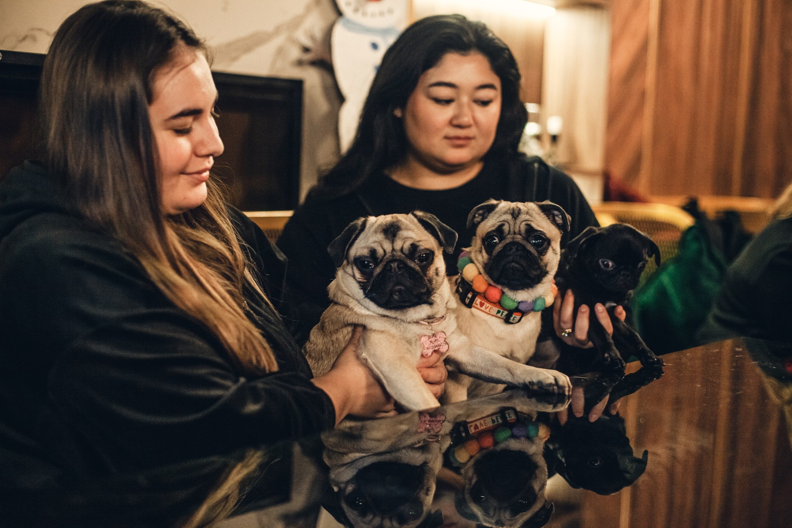 Мопсовстреча 02.12.2023. Фотограф-анималист Татьяна Степанова