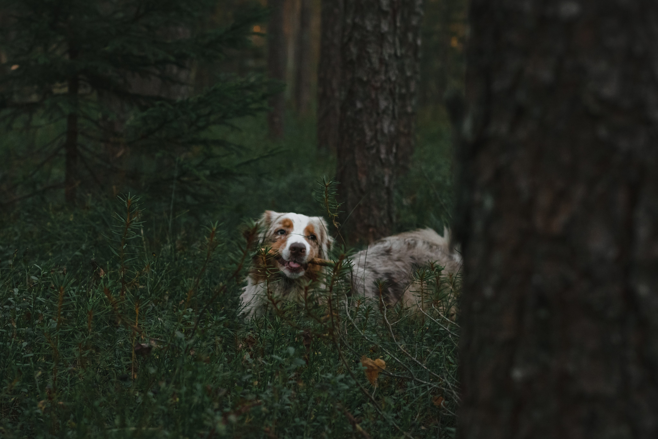 Фотопрогулка в Ленобласти. Фотограф-анималист Татьяна Степанова