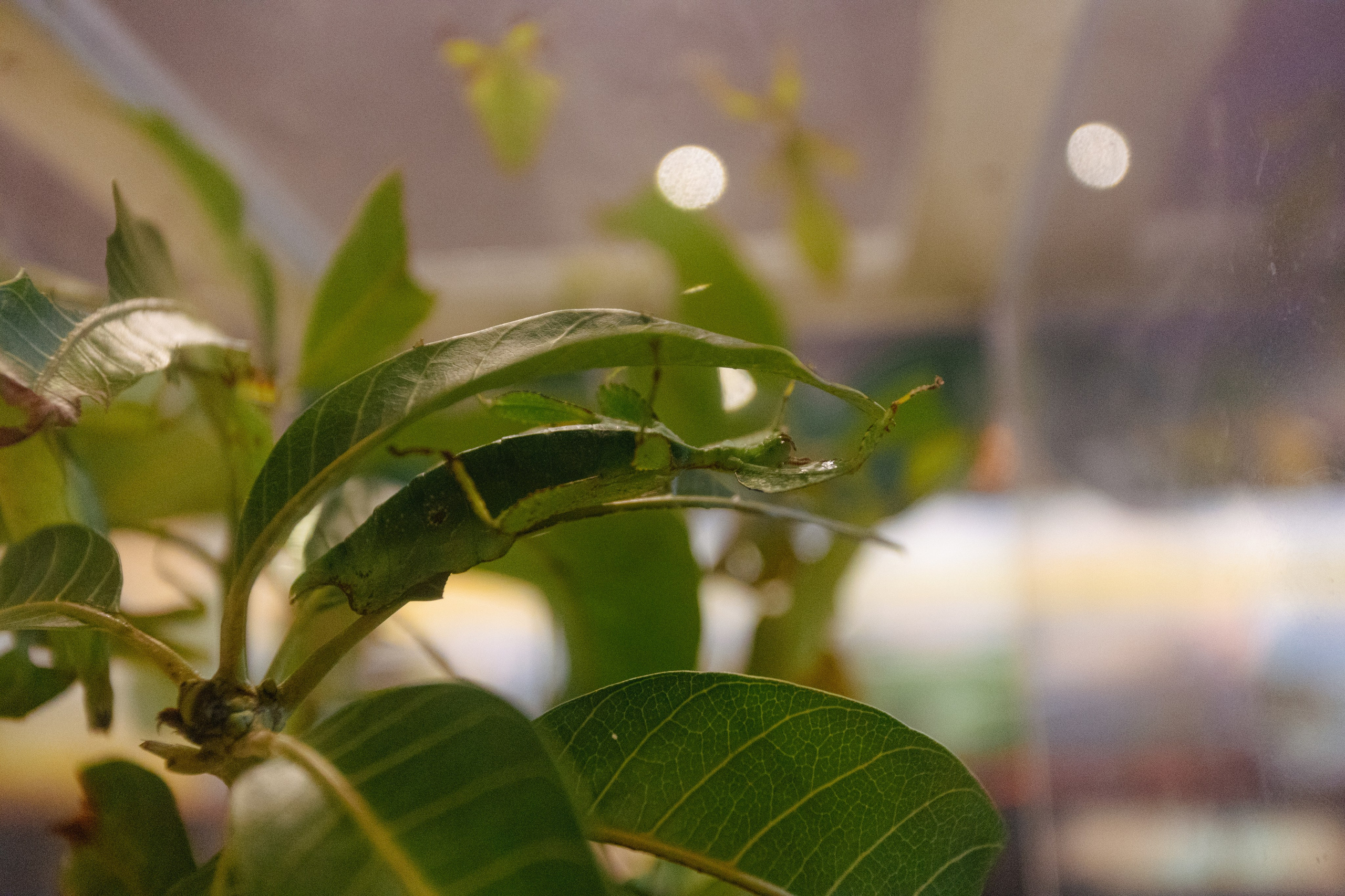 Bangkok Planetarium. Photographer Sonkina Tatiana (Tanya Ash)