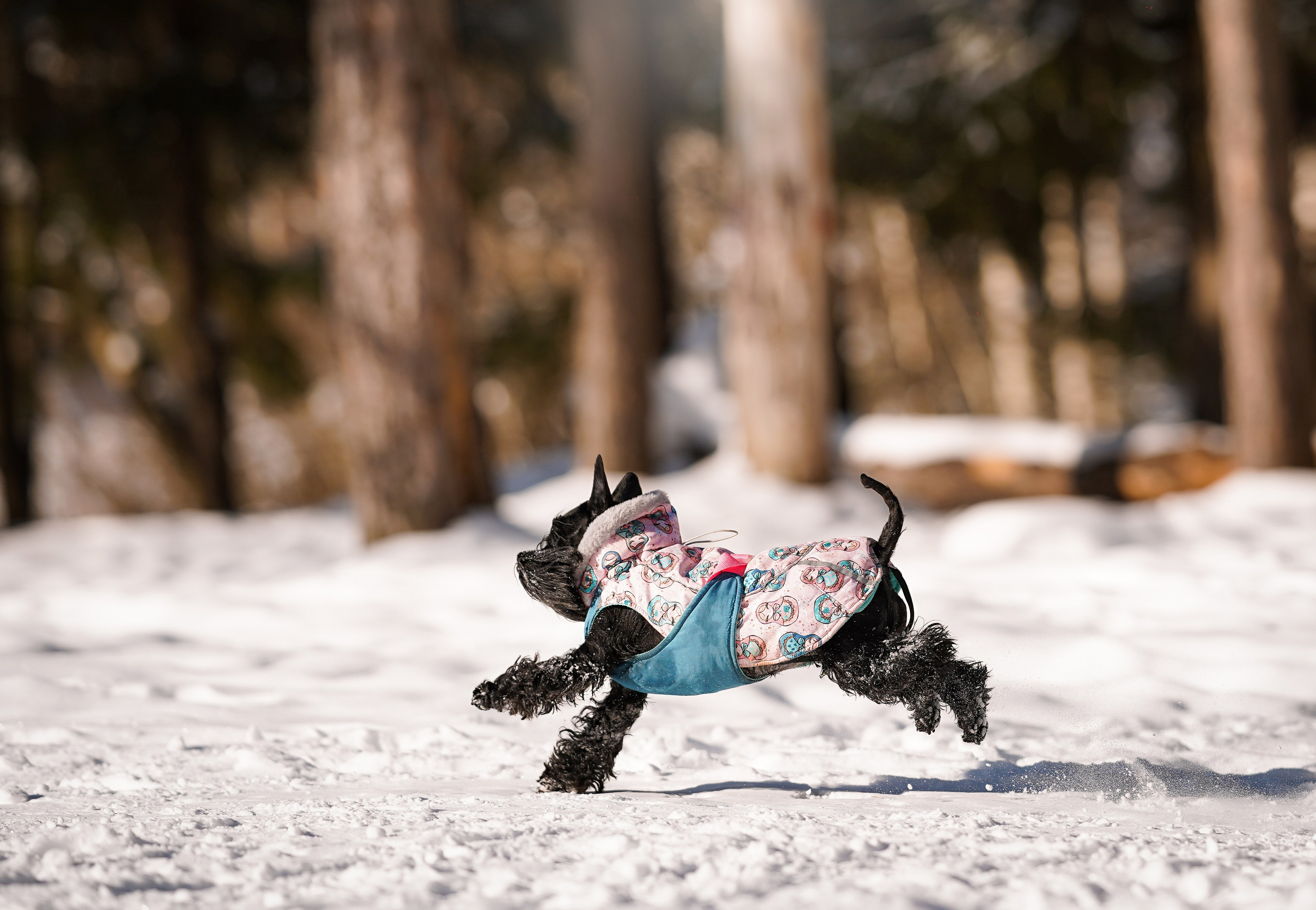 Настя Энзо и Мия. Фотограф-анималист в Санкт-Петербурге Яна Мартынова