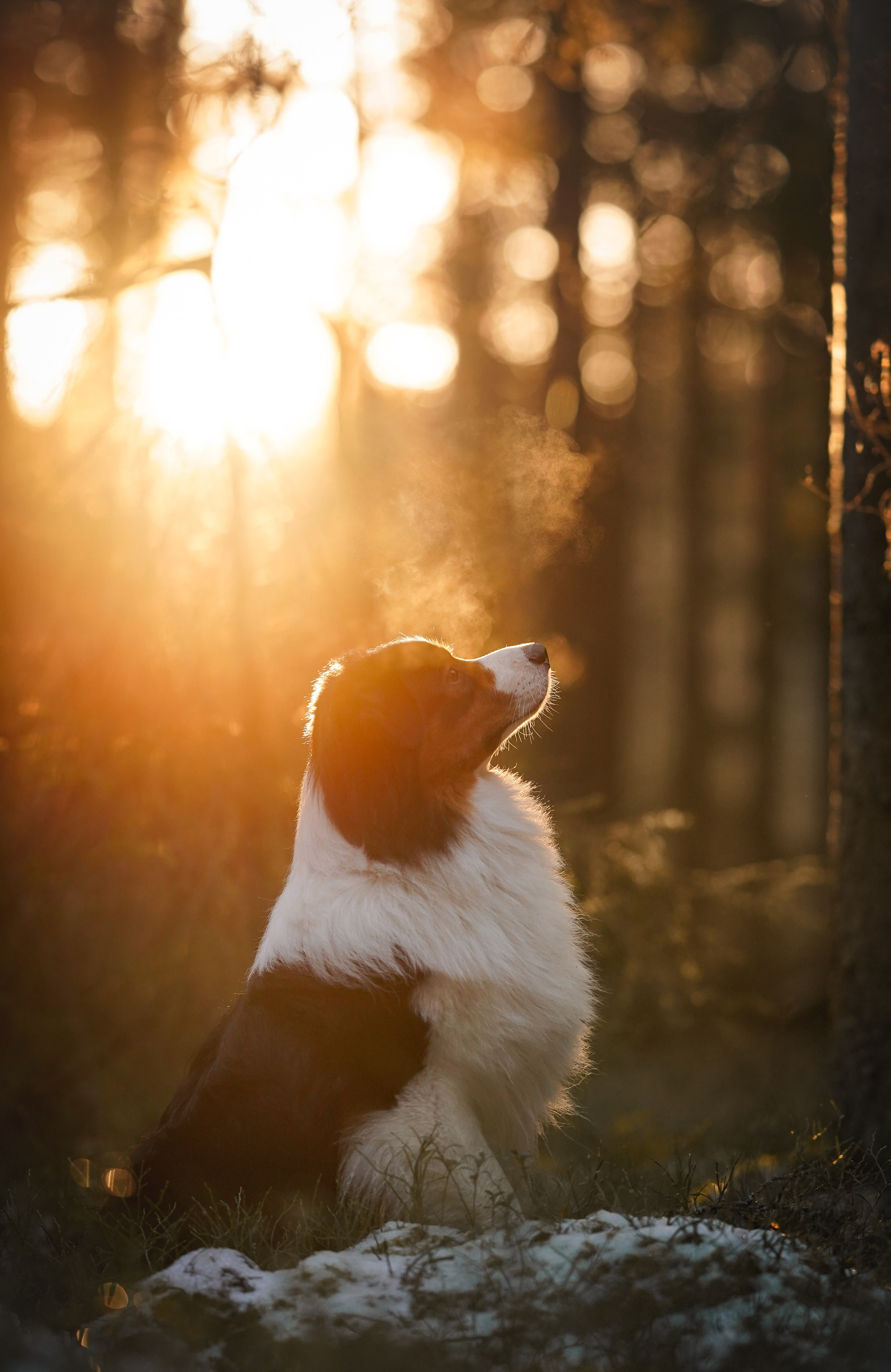 Бэст Айла и Панда. Фотограф-анималист в Санкт-Петербурге Яна Мартынова