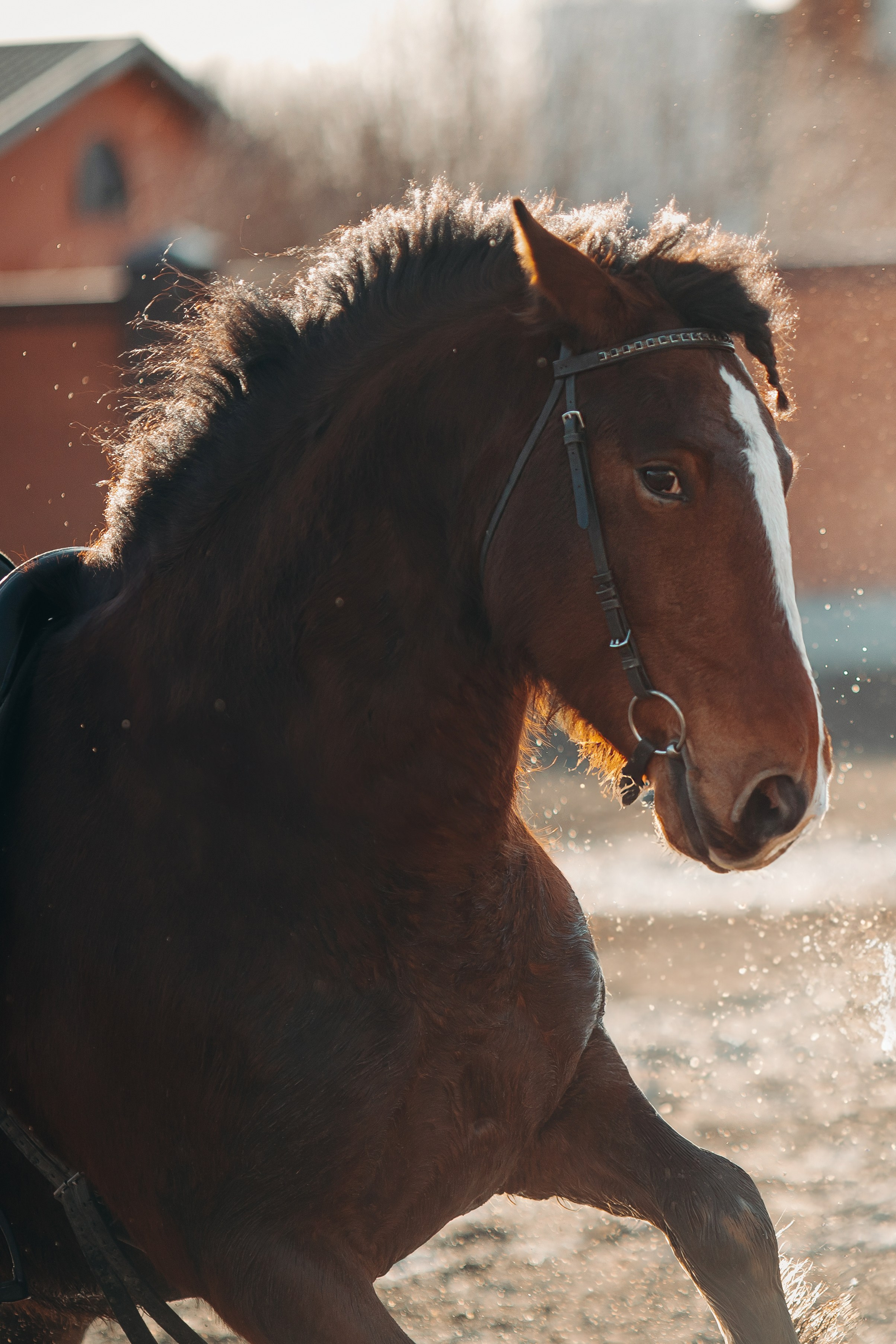 Съемка для лошадей. Анна Молчанова конный фотограф в Тюмени | фотосессии с лошадьми Тюмень