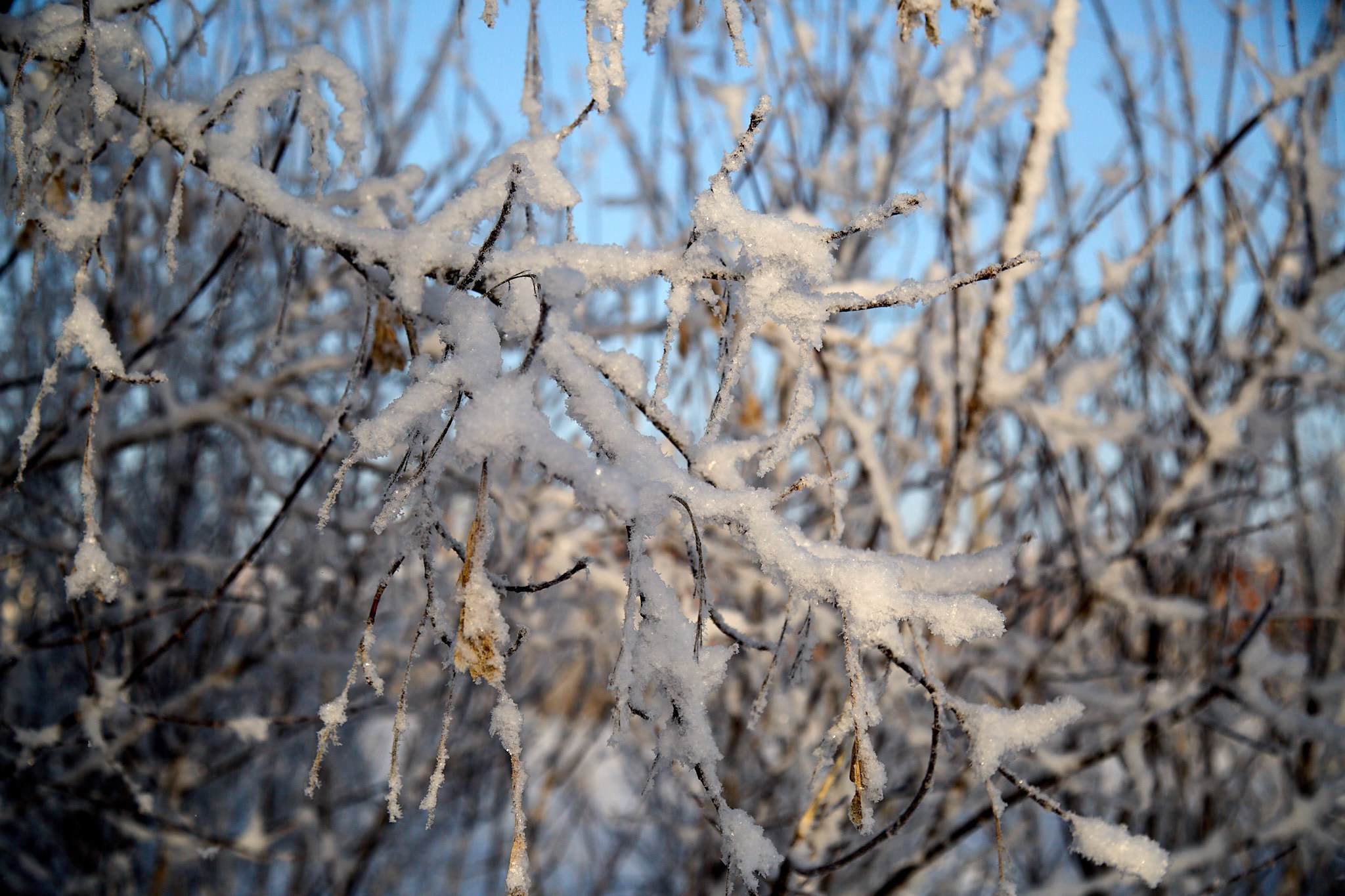 Предновогодняя сказка. Фотограф Омск | Александр Вандеров