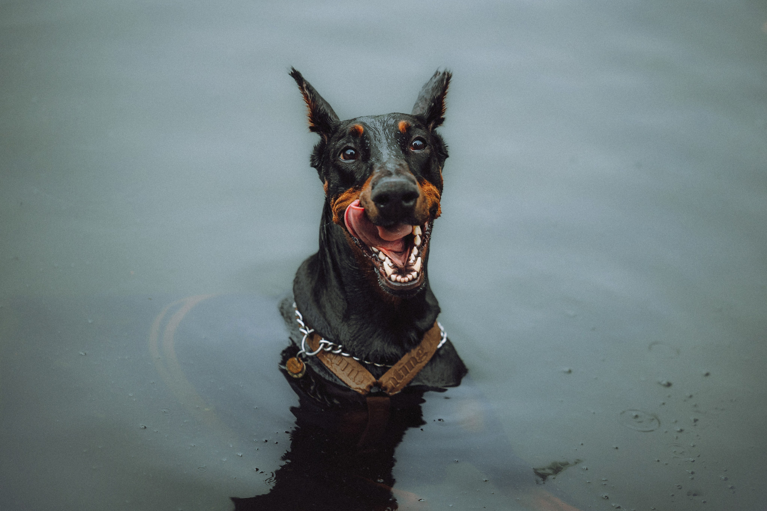 Паша, Хайди и Тея