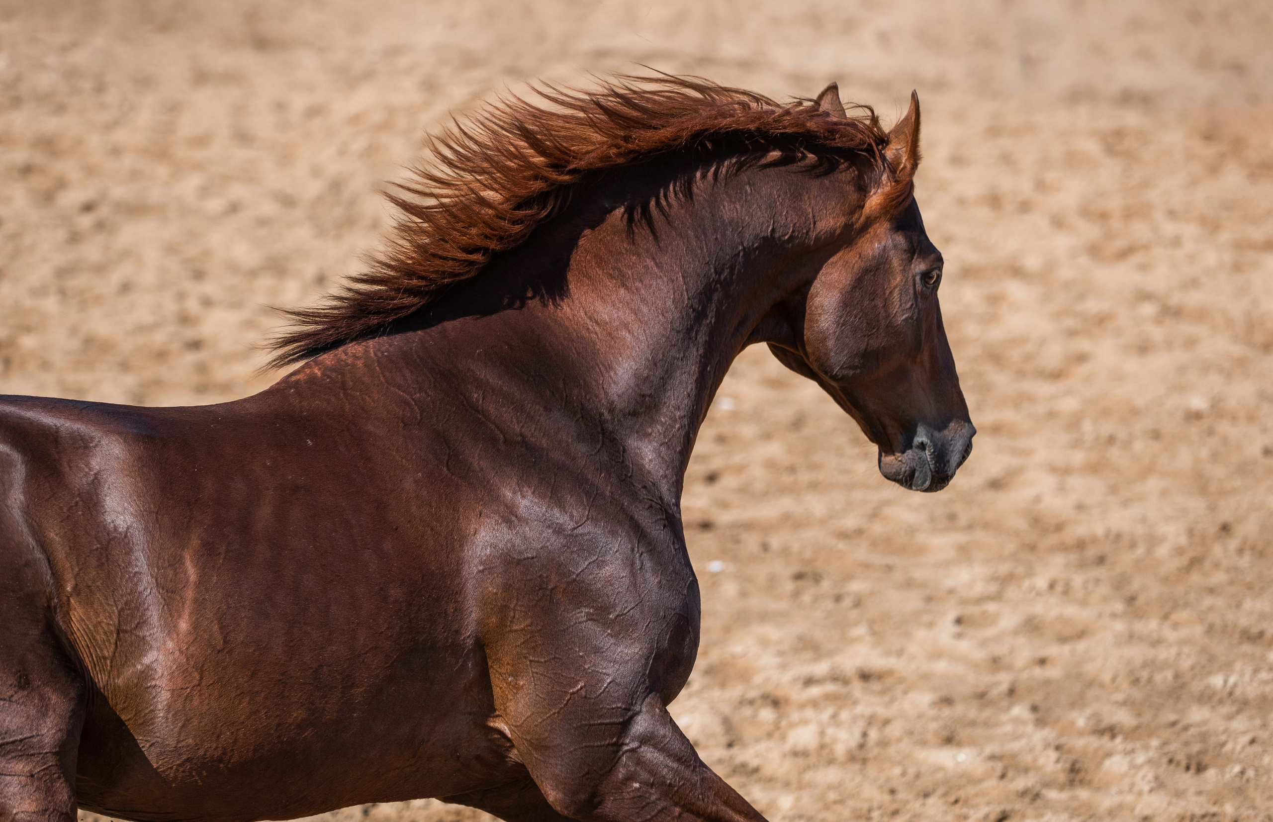 В движении. Фотограф-анималист Ксендзова Кристина