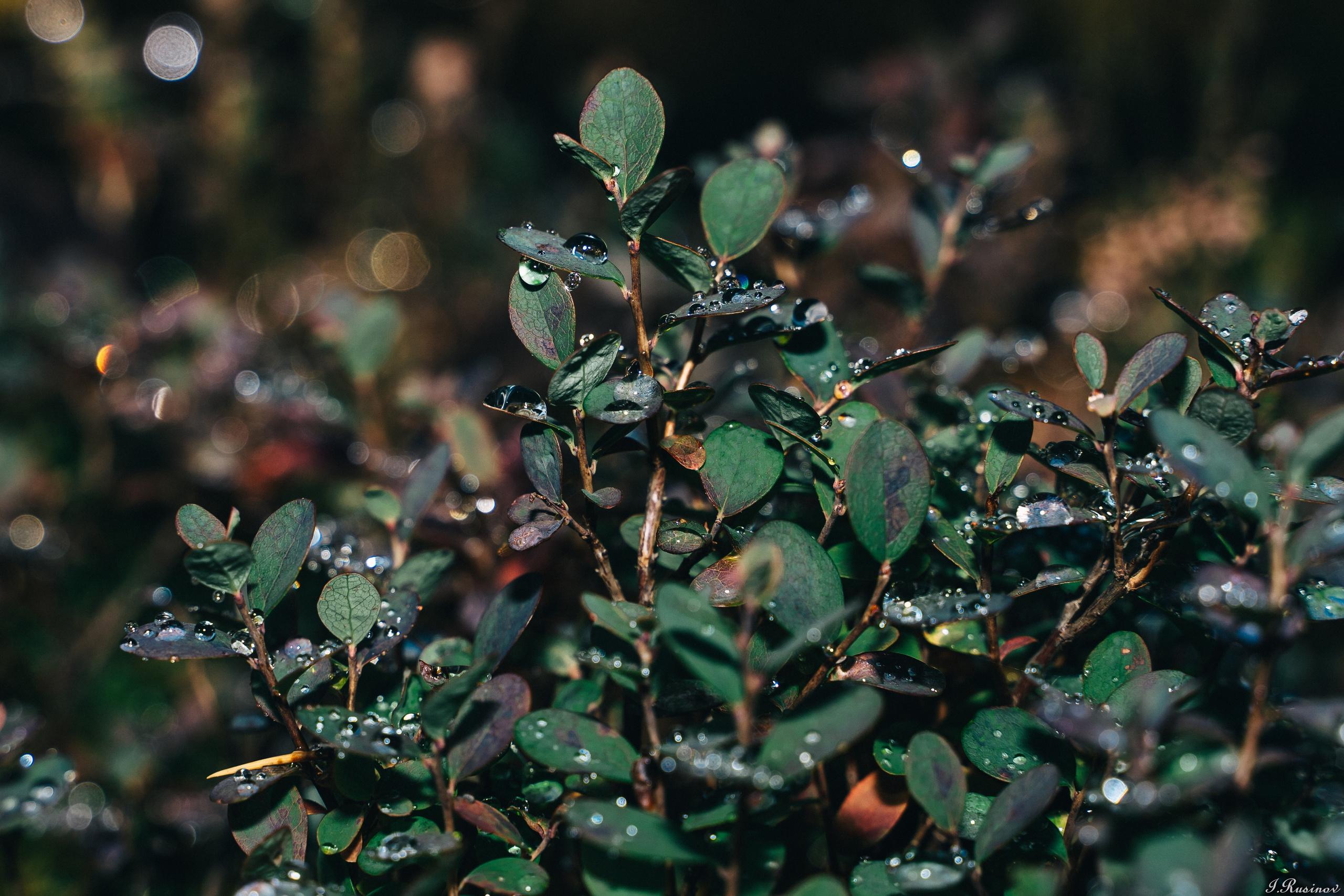 ХИБИНЫ 2021 г. Event фотограф Степанова Александра