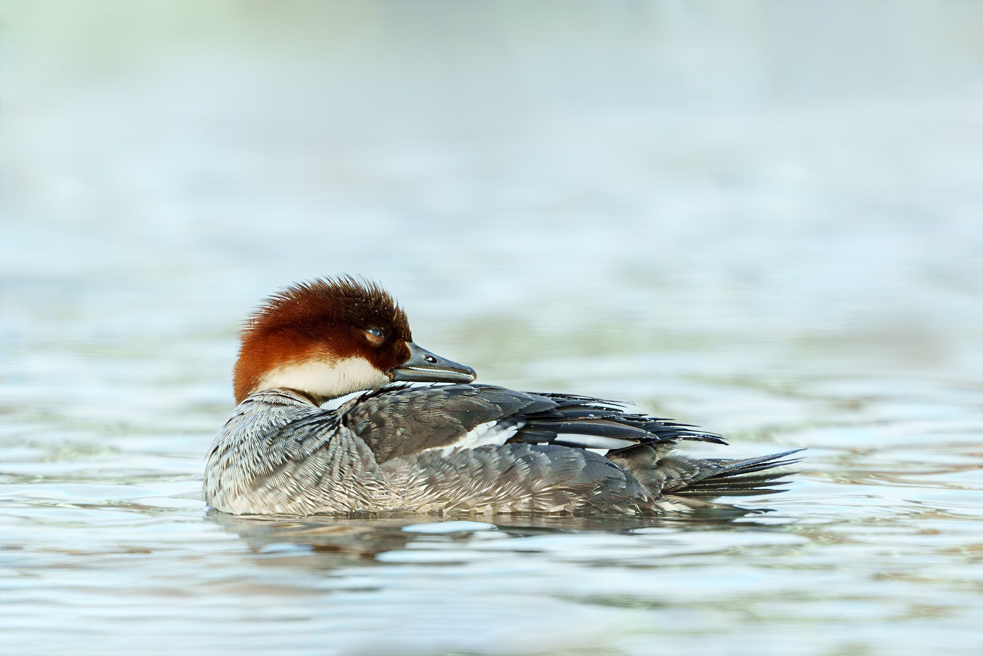 Удивительные мир птиц. Вокруг нас столько прекрасного — присмотритесь!. Ваш личный фотограф Марина Волкова