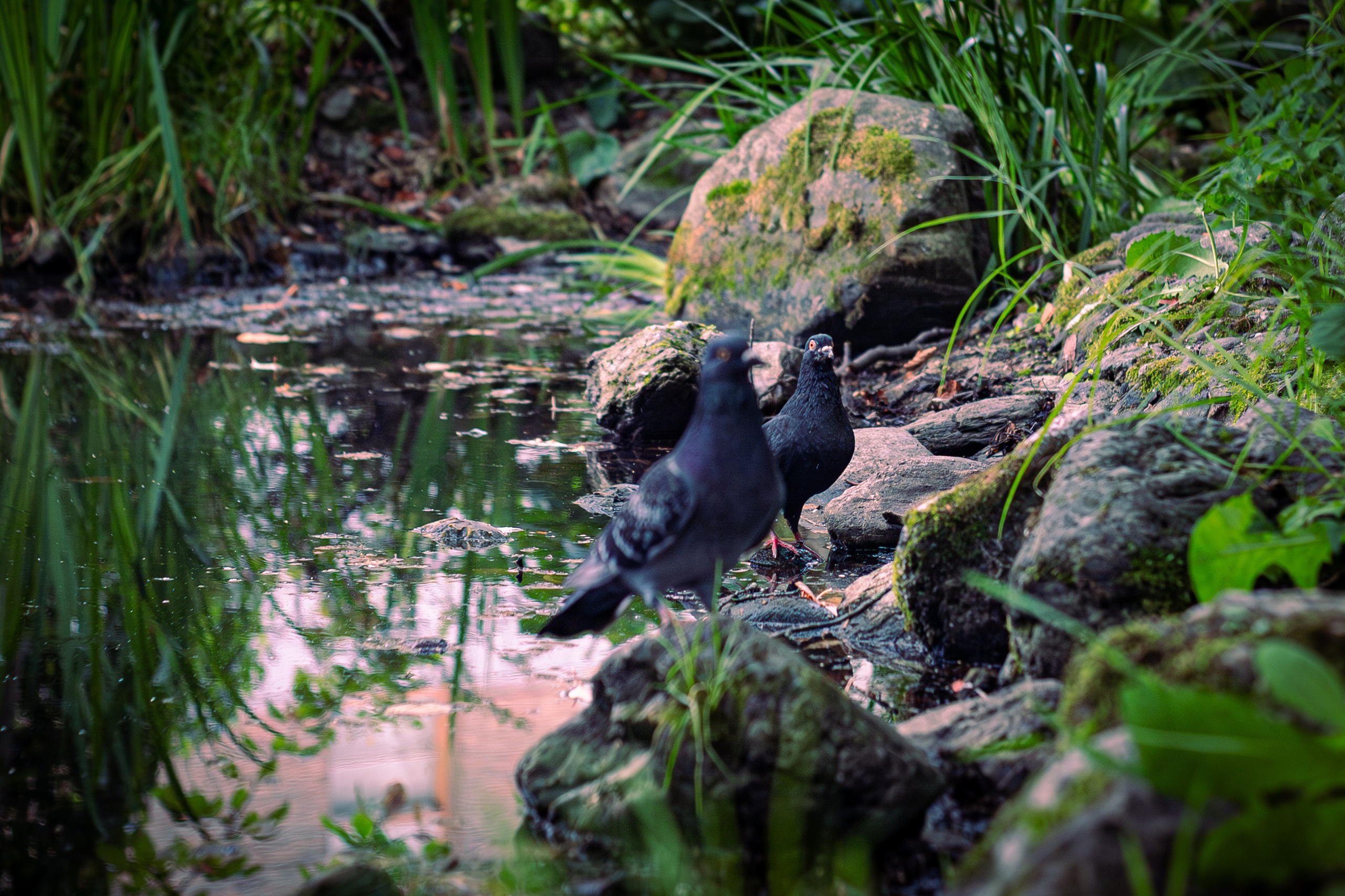Поющий музей. Ярморка. 31-07-2025. Фотограф в Южно-Сахалинске Гусаков Евгений