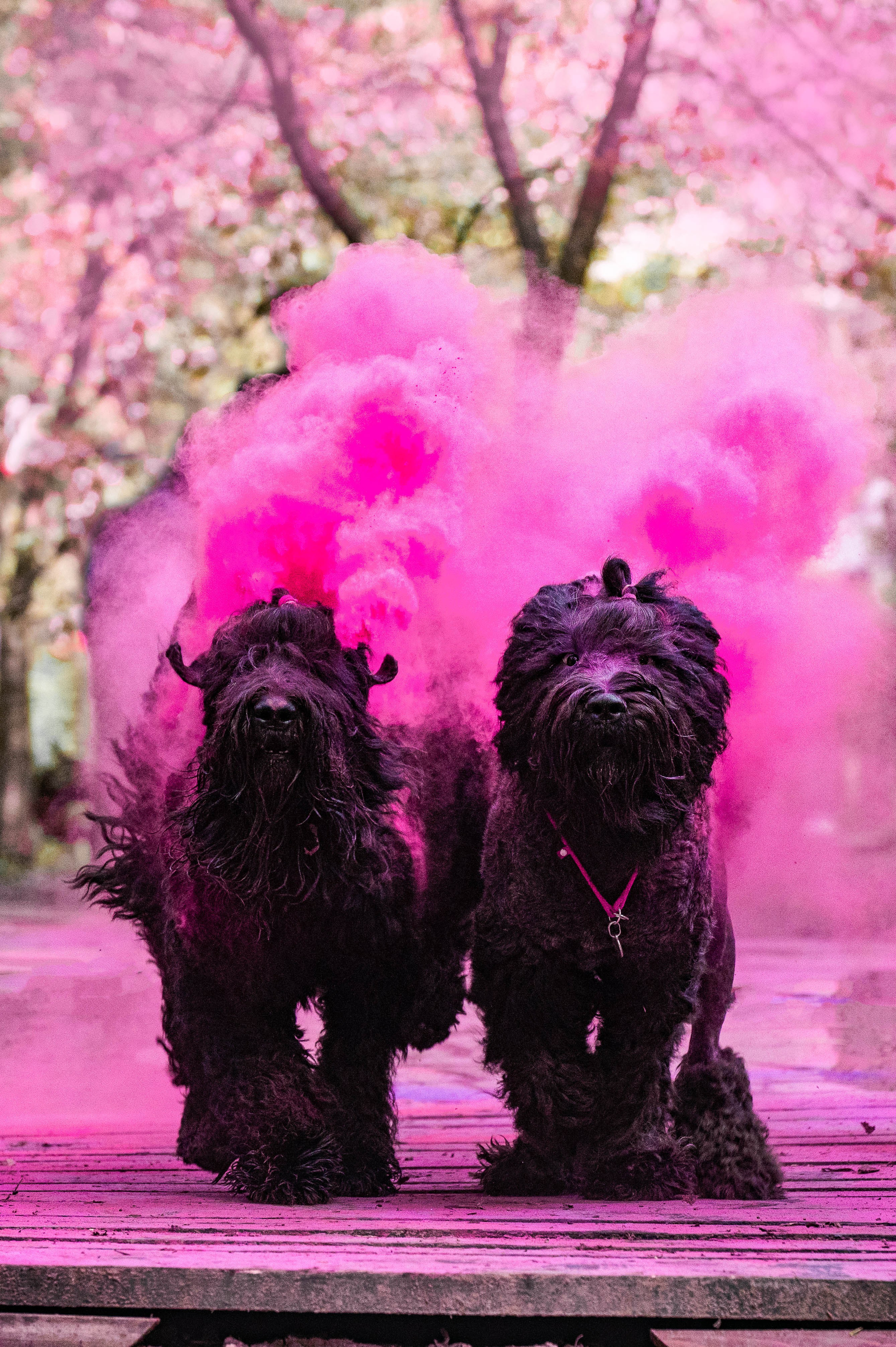 Черныши, сакура и краски холи. Фотограф-анималист