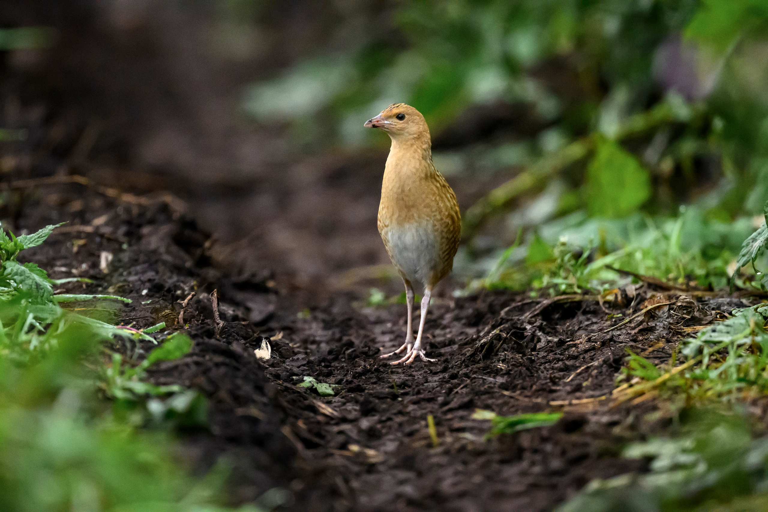 Коростель, кукушка, каменка. Wildlife photography by Sergey Puponin