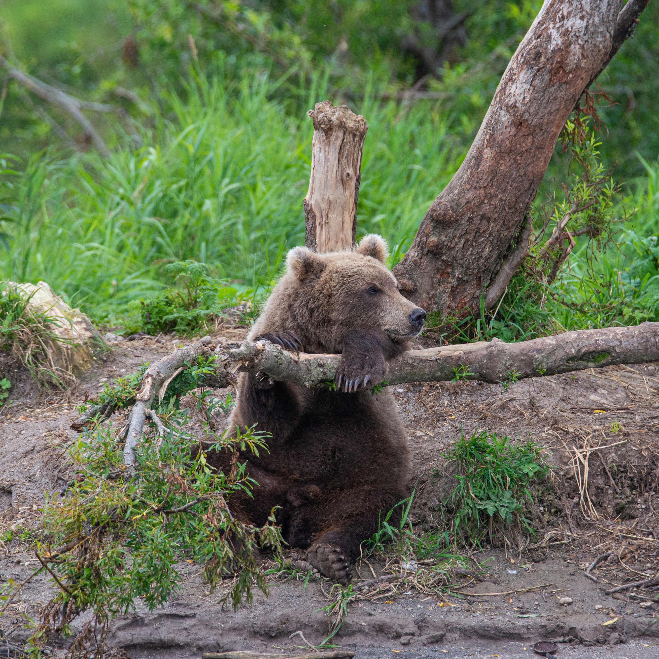 Камчатка — земля медведей. Игорь Иванко — Репортажный и событийный фотограф. Москва