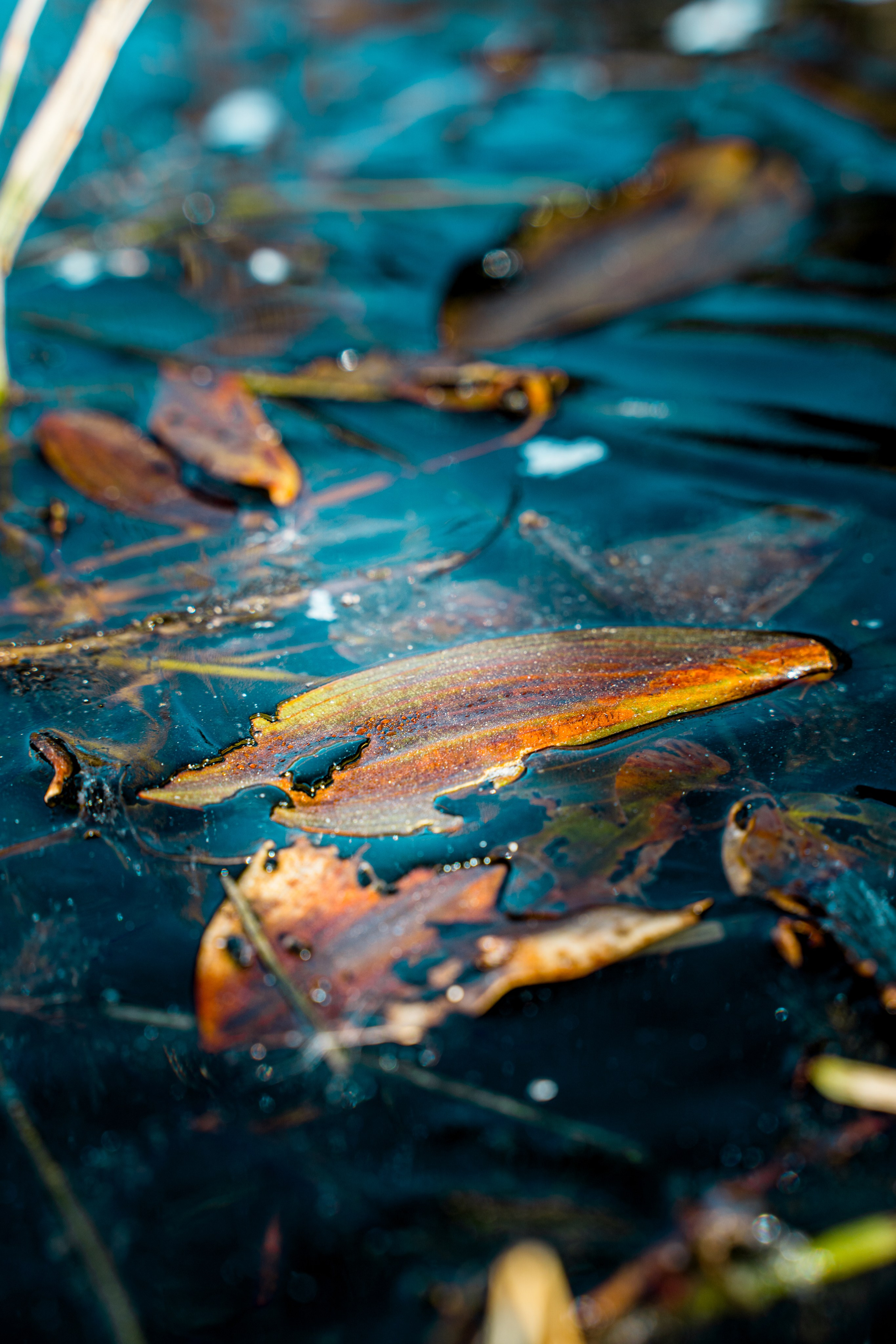 Пища для глаз. Ваш фотограф Северск | Томск
