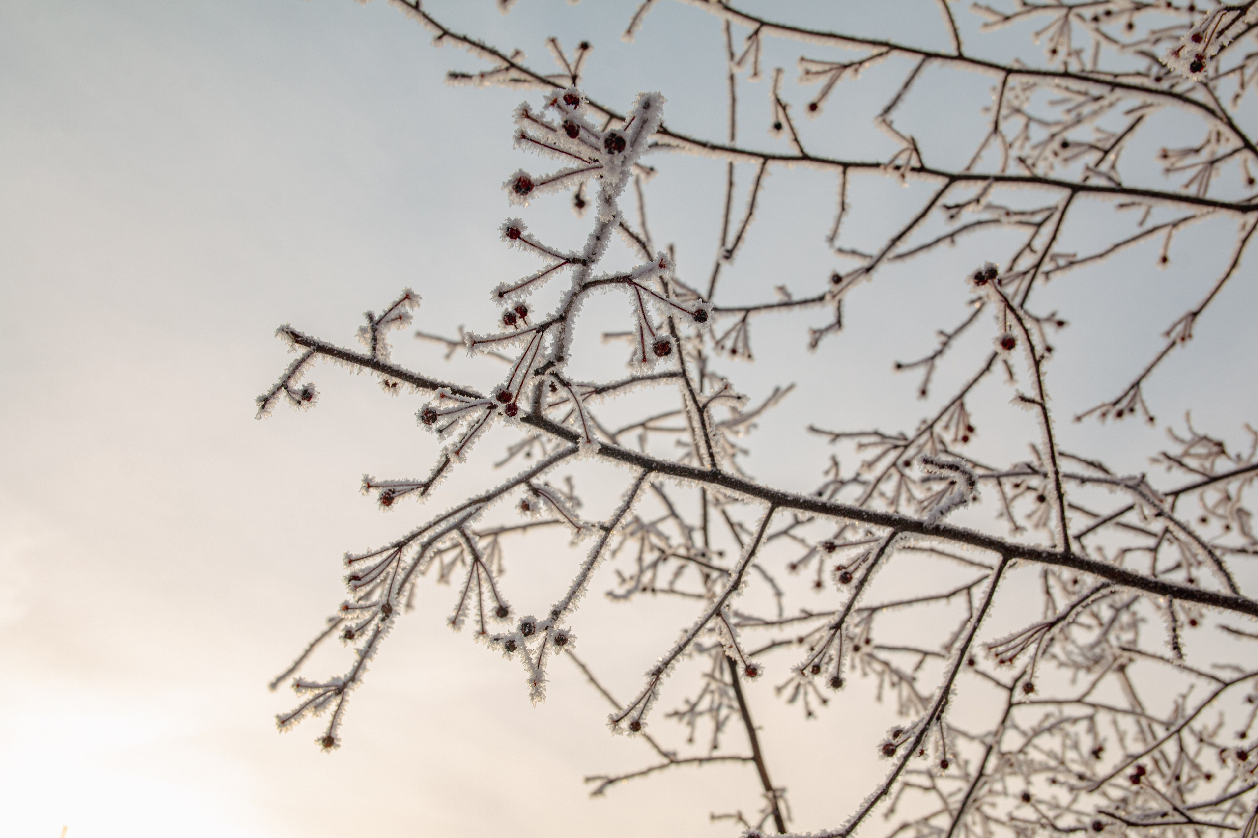 Пища для глаз. Ваш фотограф Северск | Томск