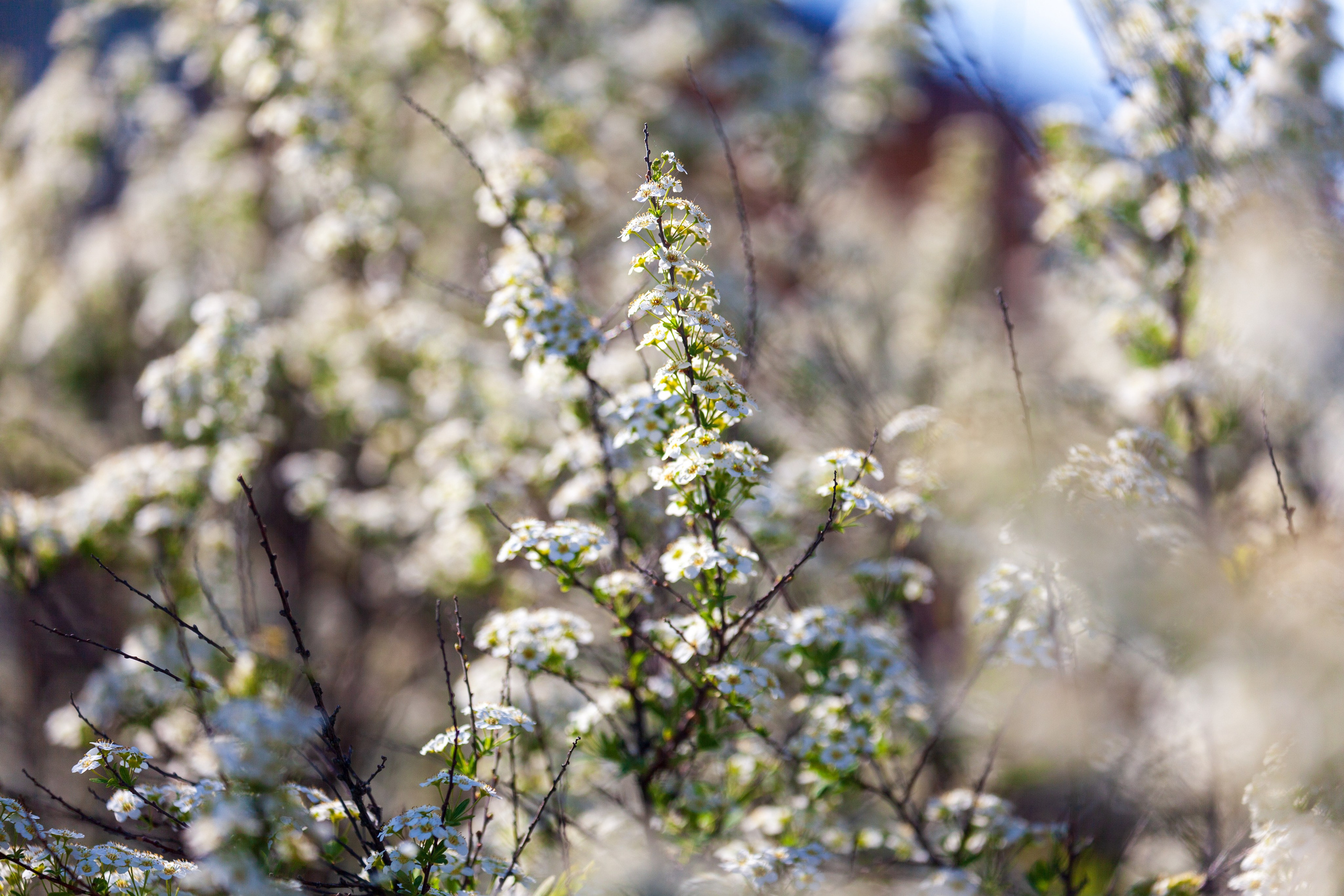 Тропинки детства. Фотохудожник Артём Парамонов