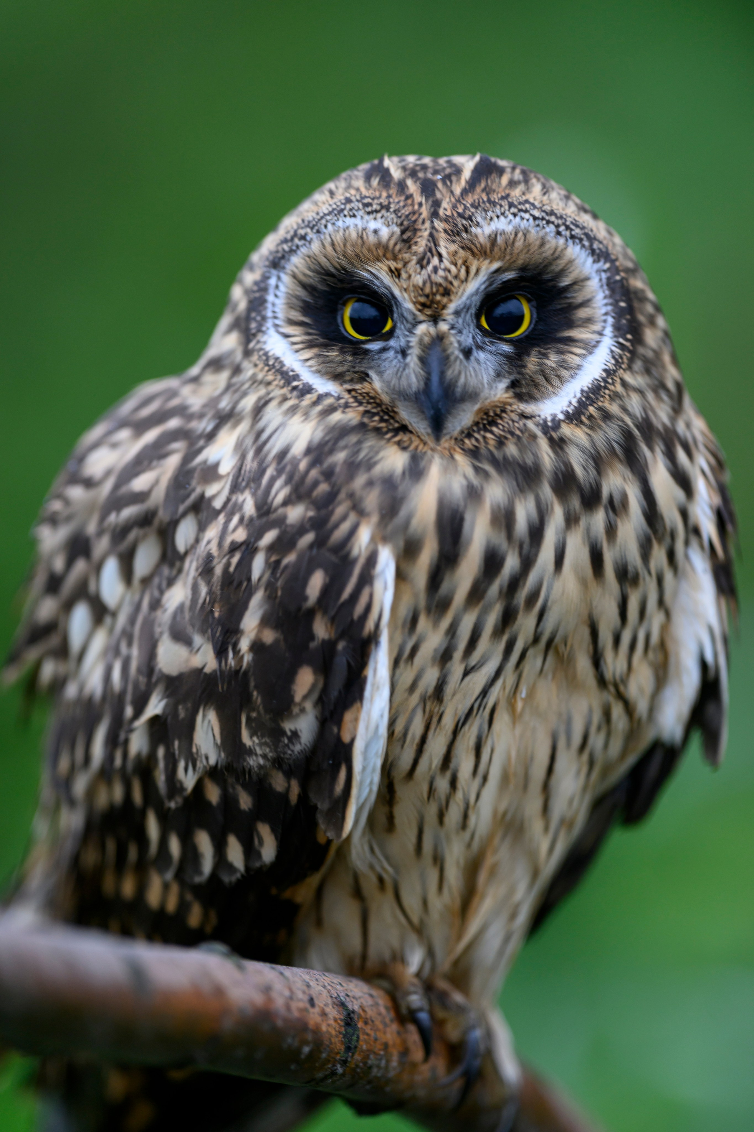 Фотосессия совенка | Owlet photo session. Фотограф Сергей Пупонин