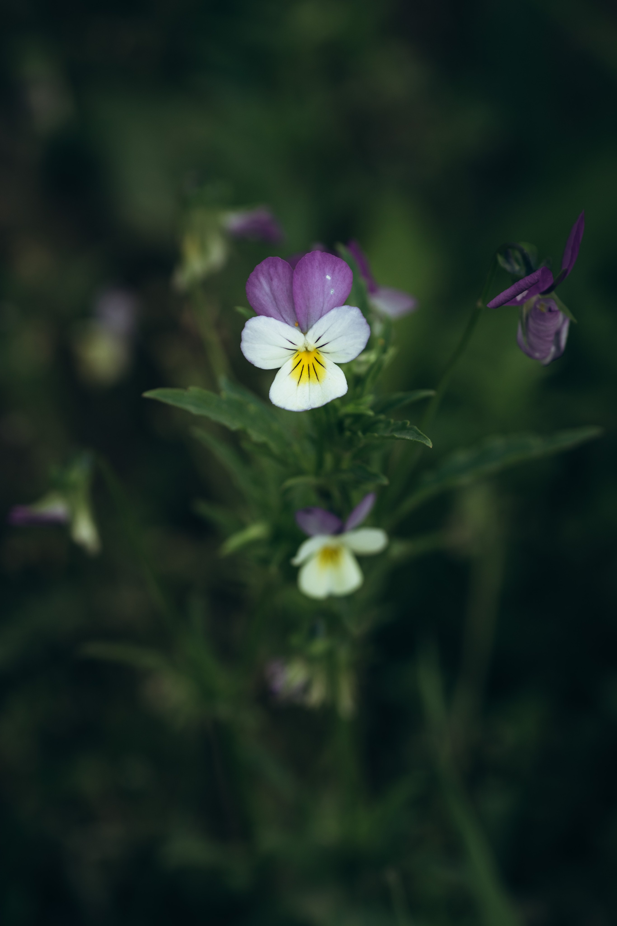 Природные пейзажи. Наталия Клевинскас портретный фотограф в Костроме