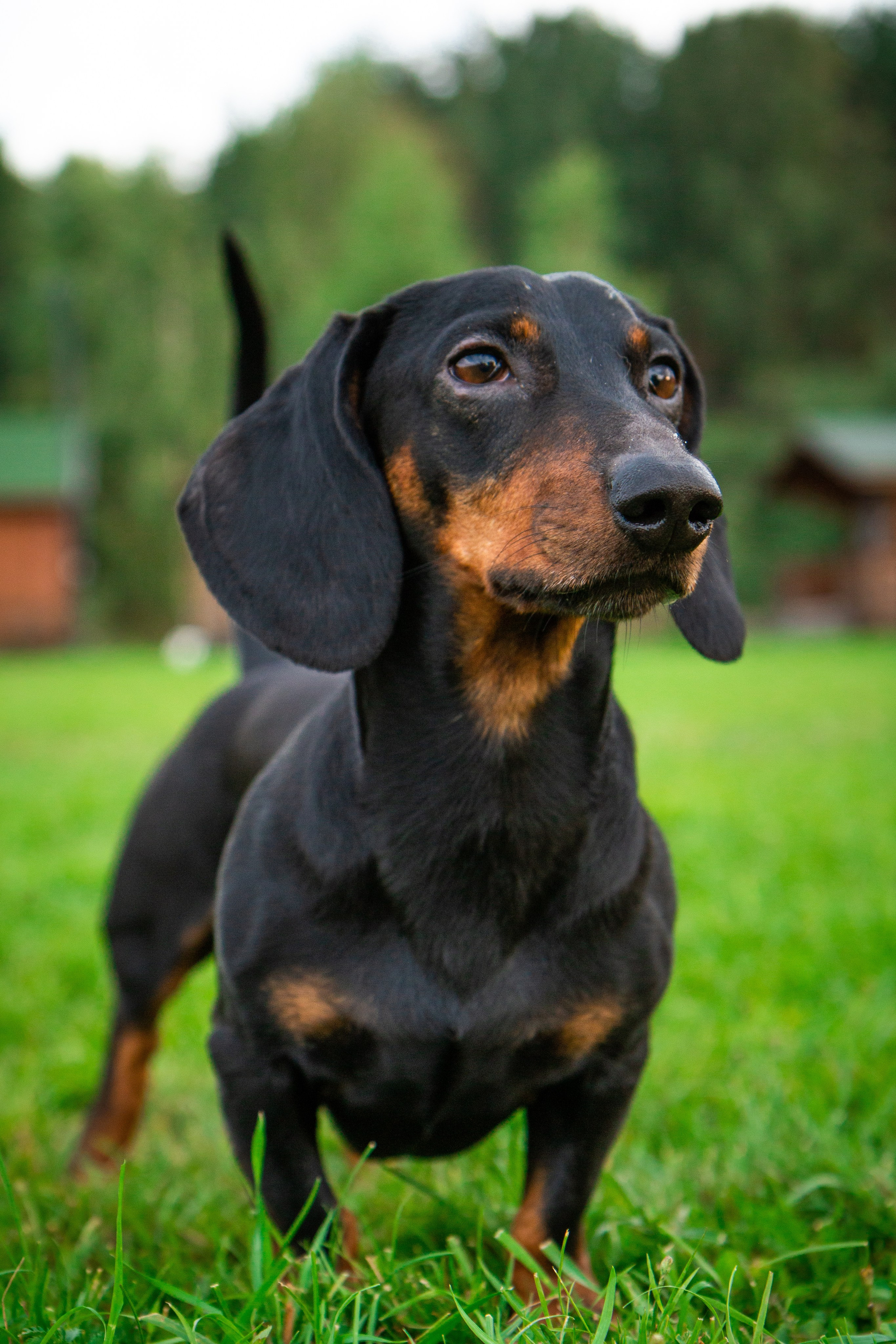 Фотосъёмка животных. Предметный и репортажный фотограф Алексей Кротов