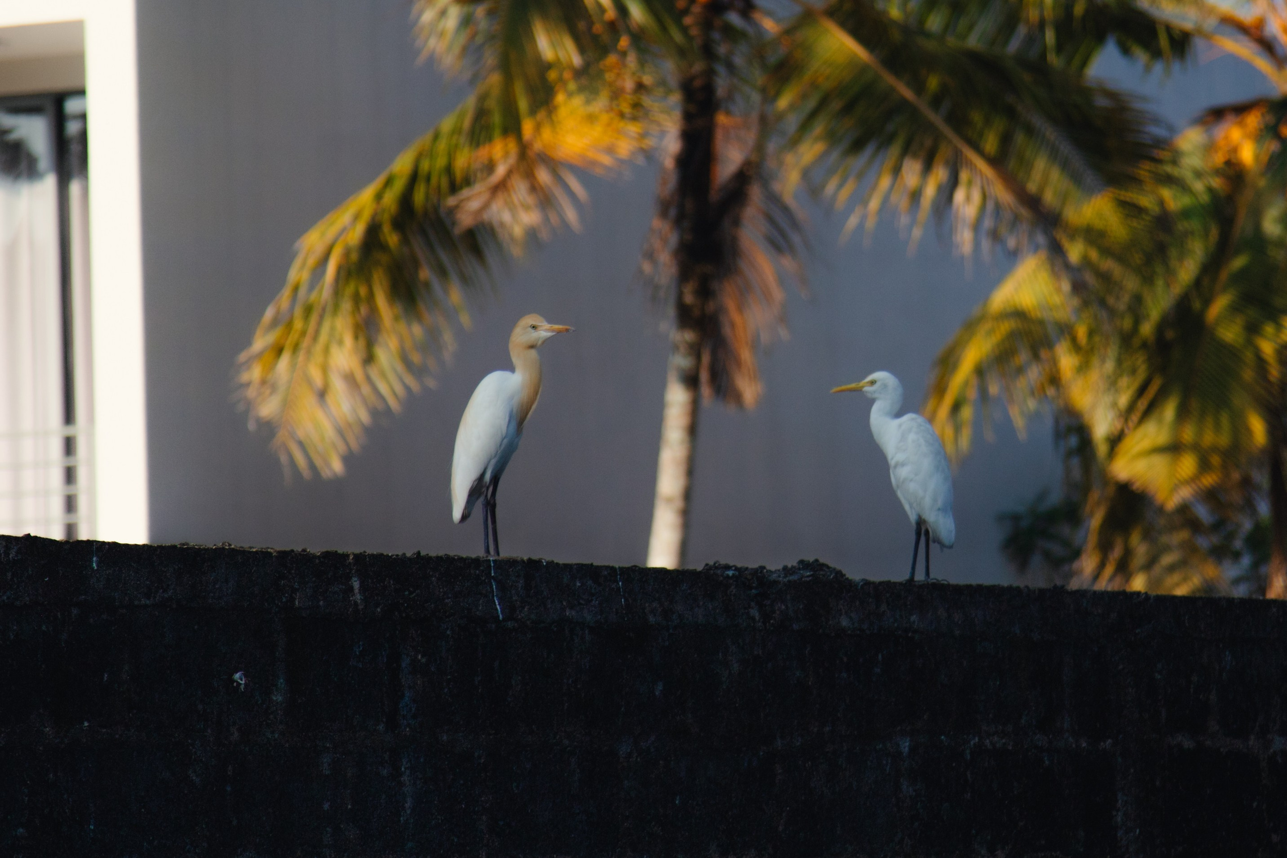 Шри-Ланка. Фотограф Юля Постнова