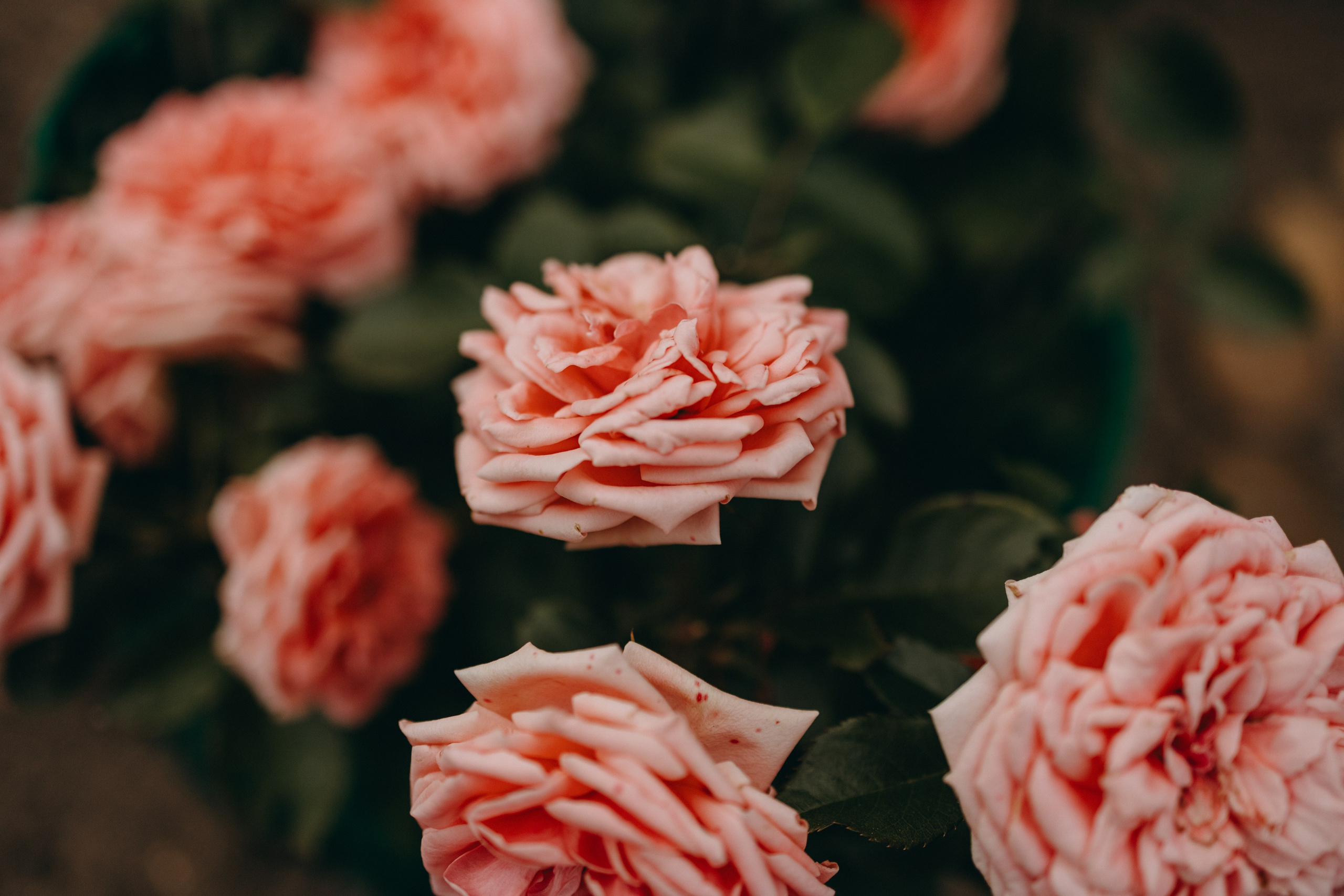 Дом у реки. Фотограф — Анималист | Санкт-Петербург