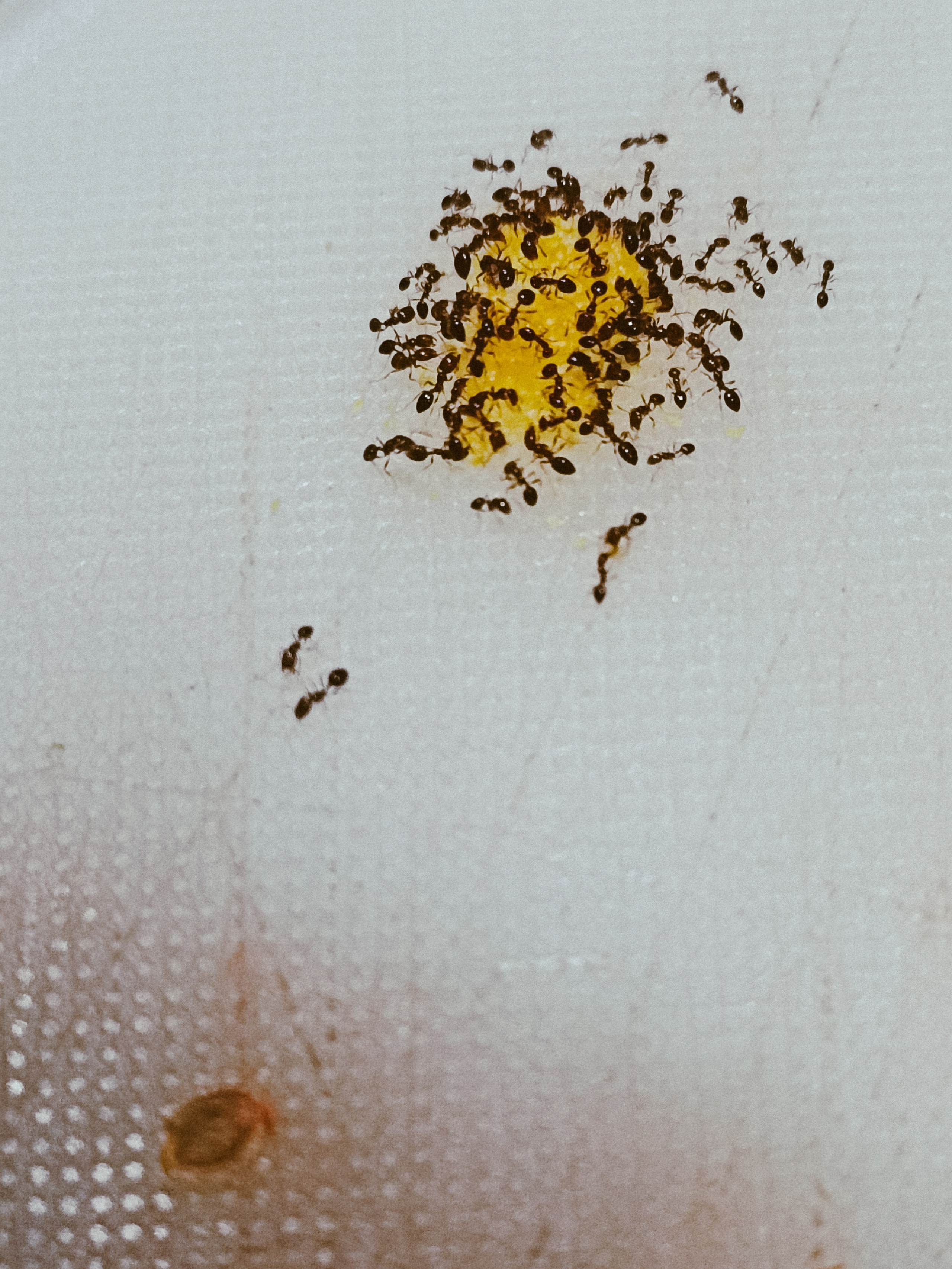 Мобильная. Jorgis — фотограф в Хургаде / обучение фотографии