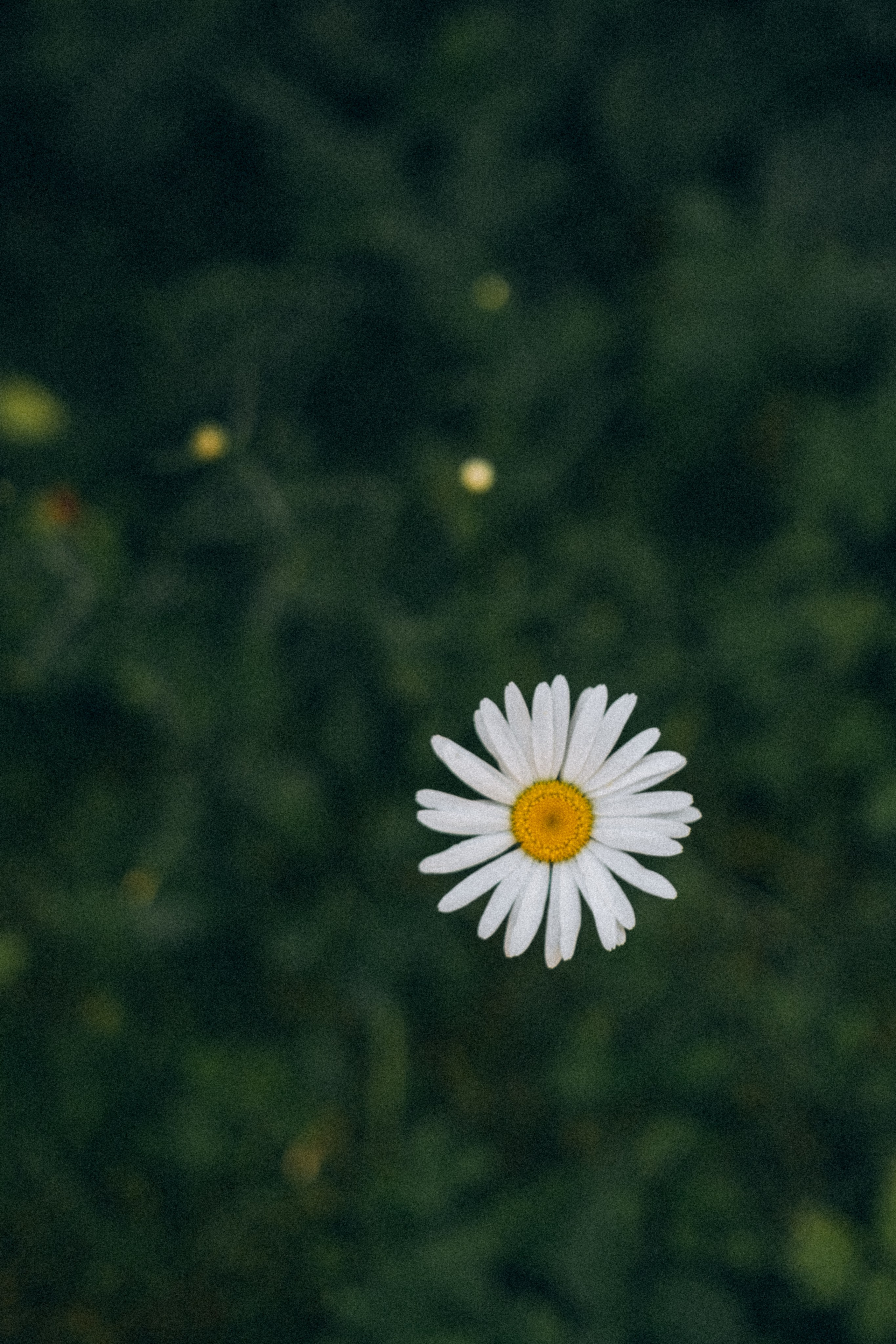 Екатерина Архипова фотограф в Санкт-Петербурге