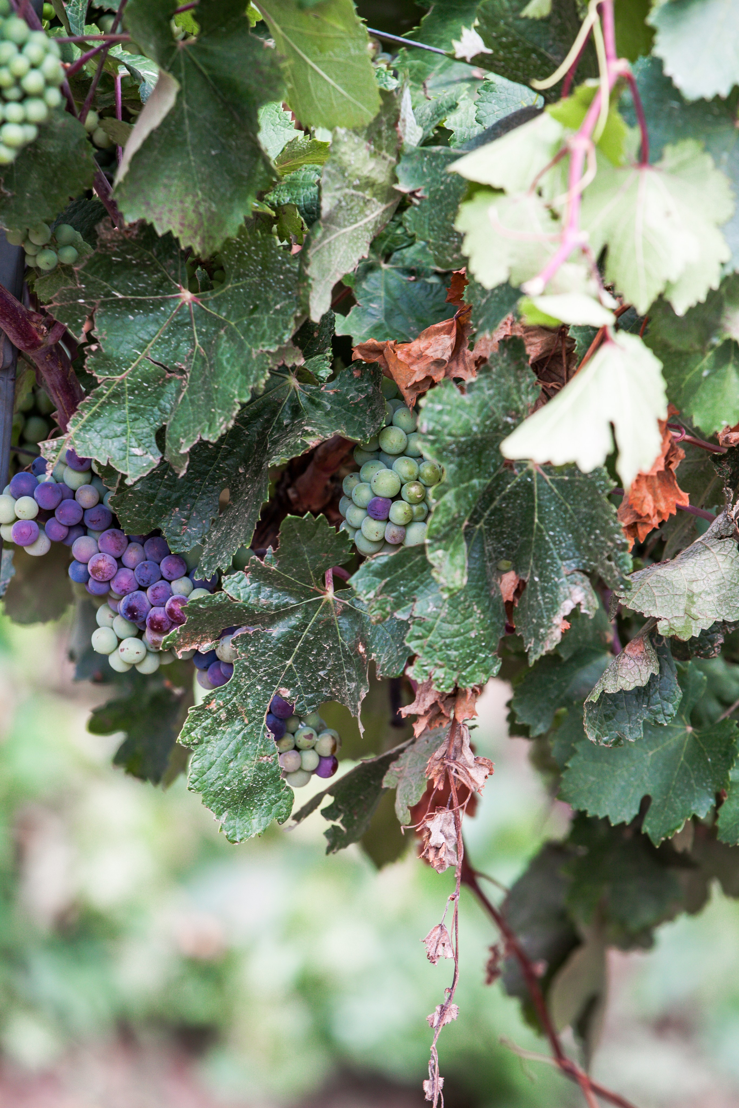 Kuban vineyards. Дария Галямова — фотограф: открытый, творческий, коммерческий