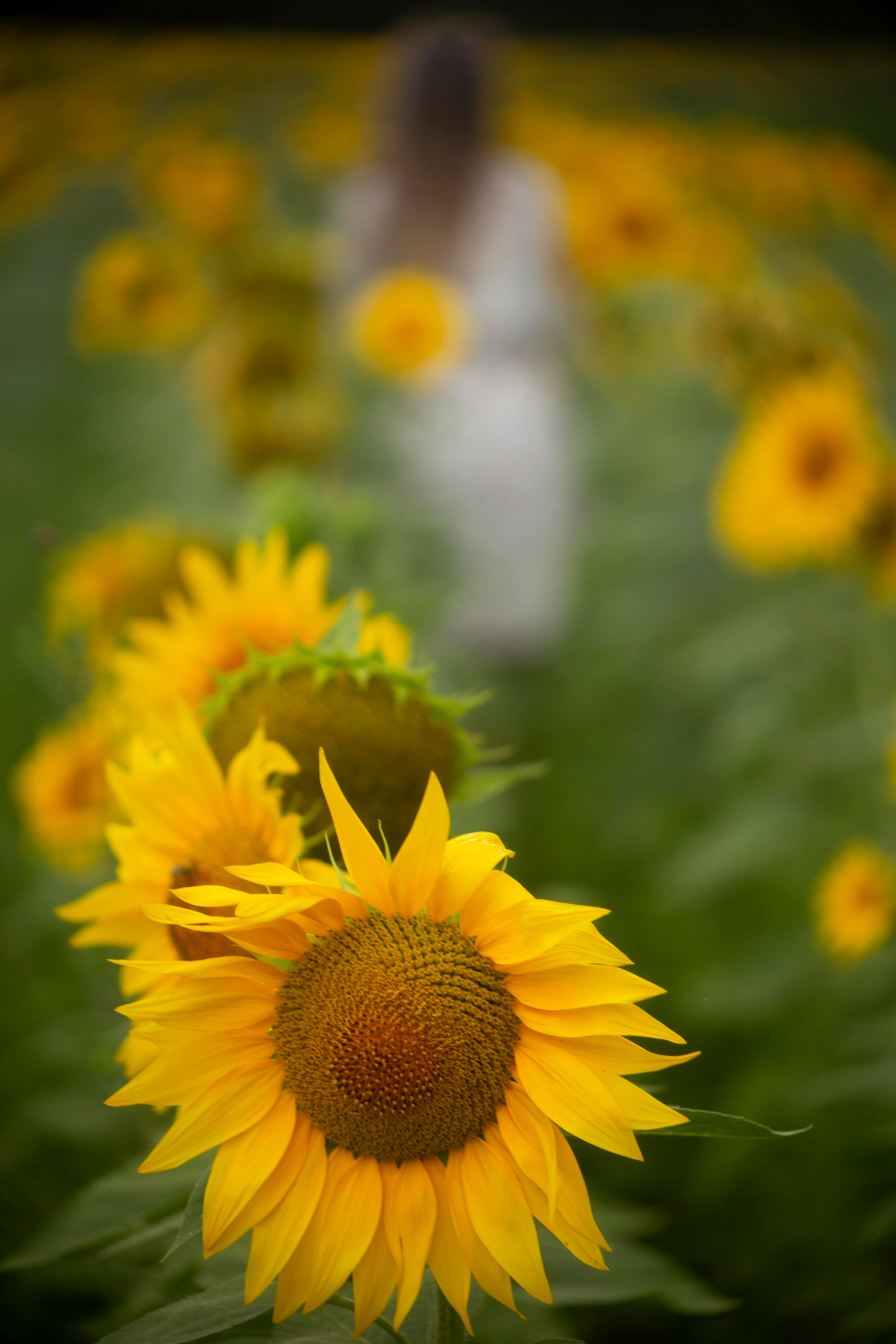 Летняя фотосессия в подсолнухах — Валерия И Анастасия. Фотограф Ставрополь Пятигорск Елизавета Дарина