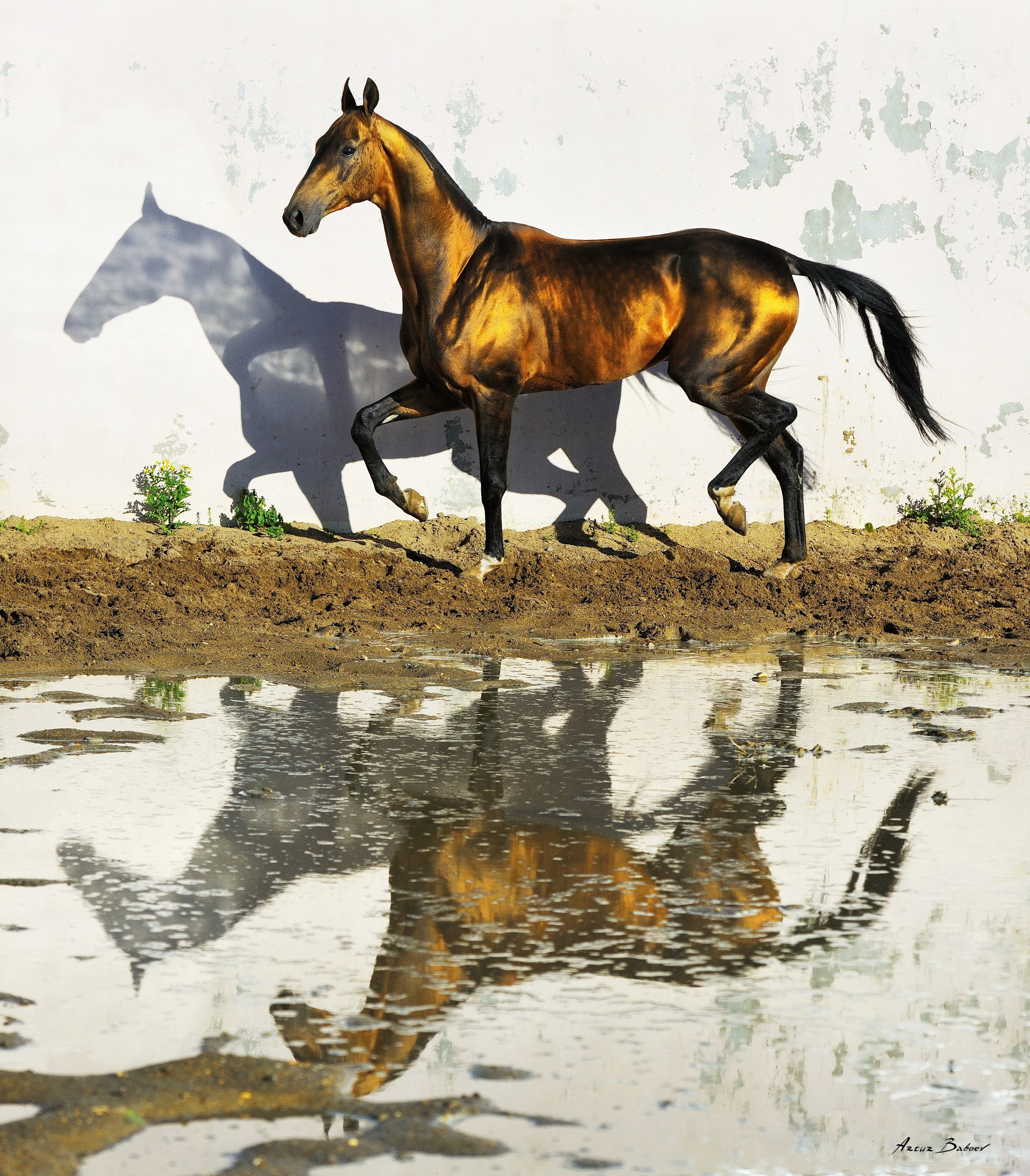Art photos of horses — ARTUR BABOEV | Photographer