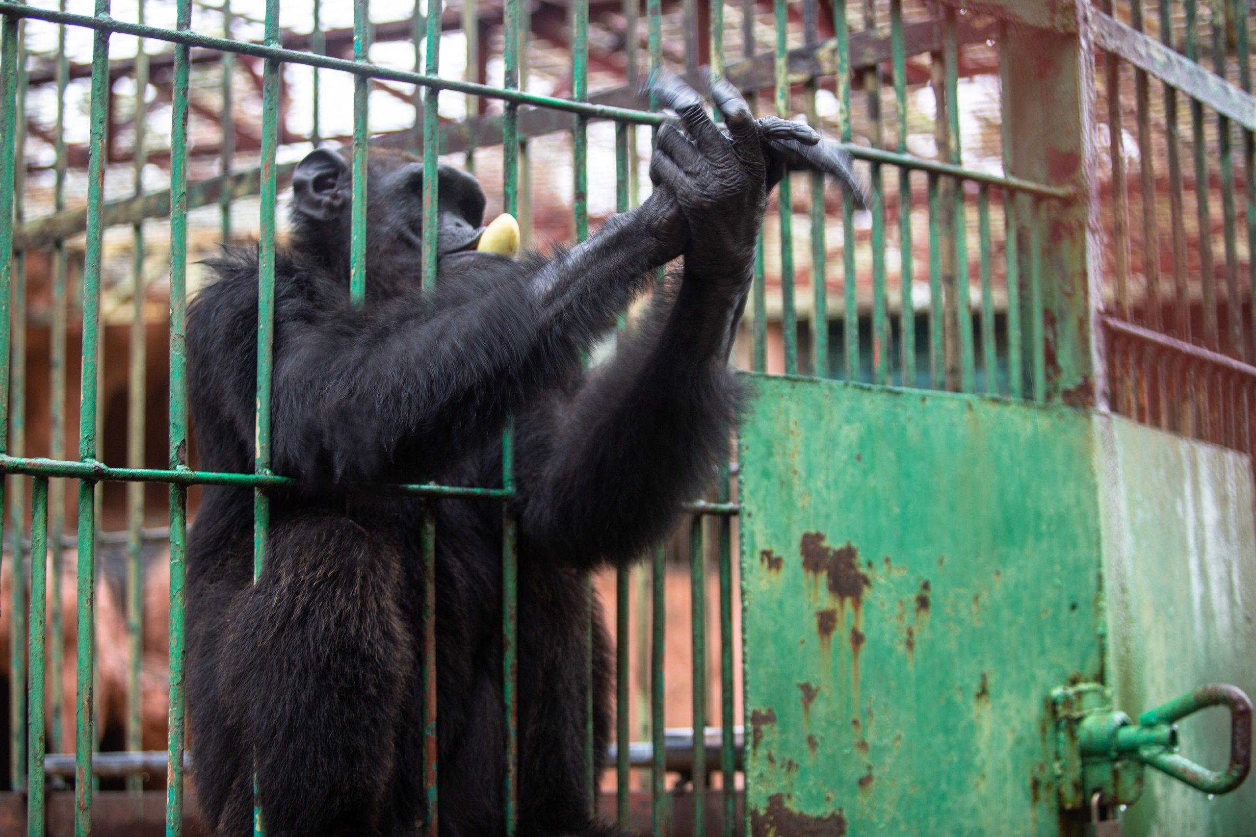 Samut Prakan Crocodile Farm & Zoo. Photographer Sonkina Tatiana (Tanya Ash)