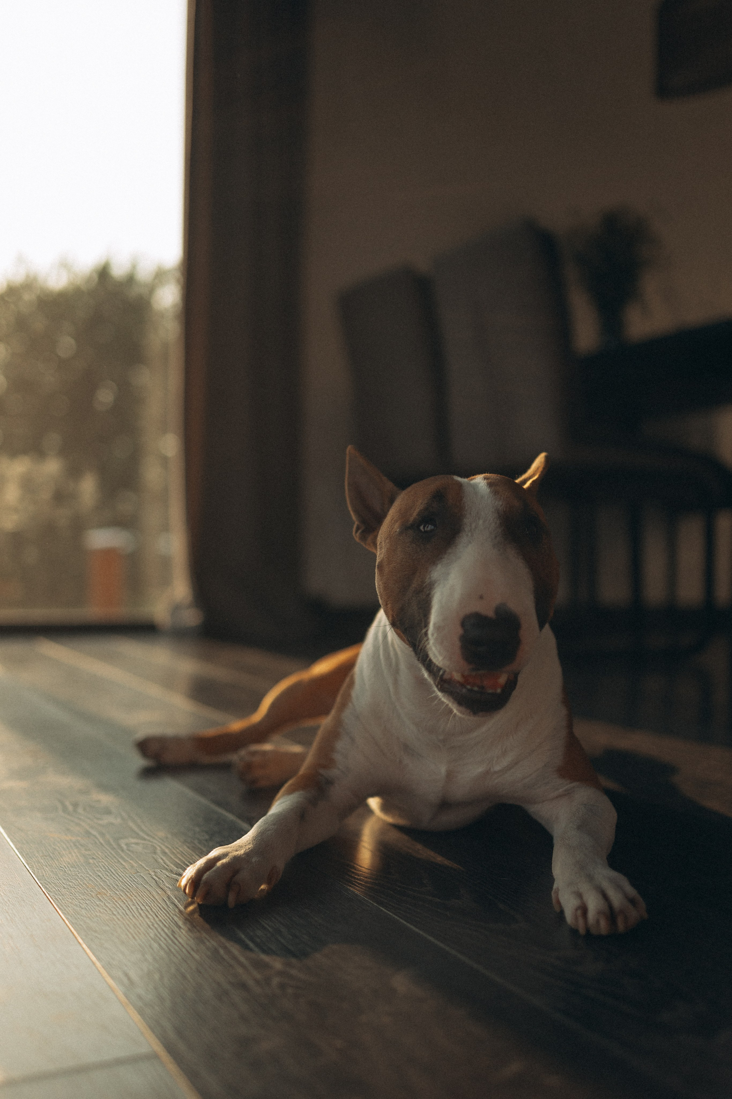 Семейная. Фотораф — анималист Мария Шистка
