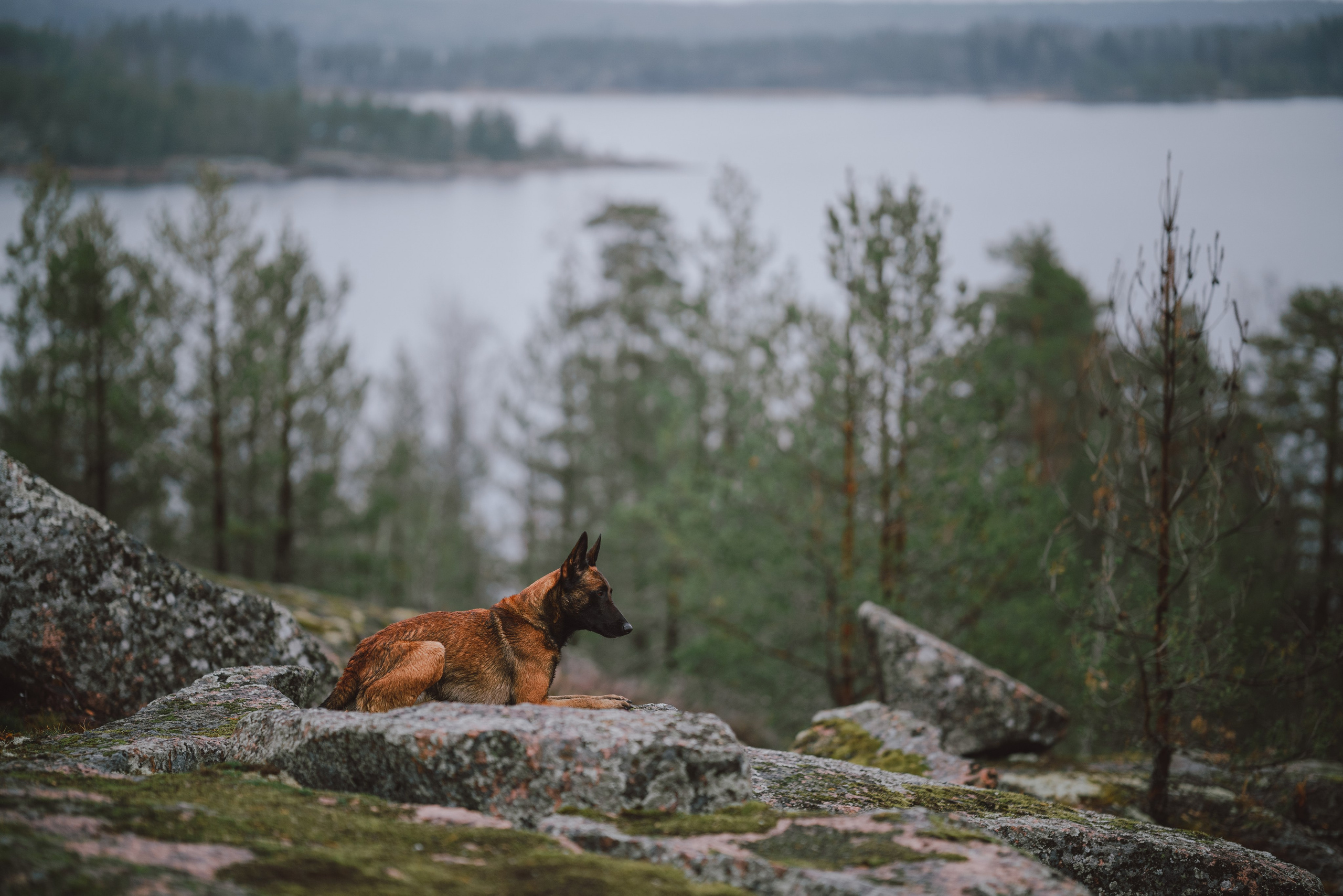Раш. Фотограф анималист Осипчикова Мария