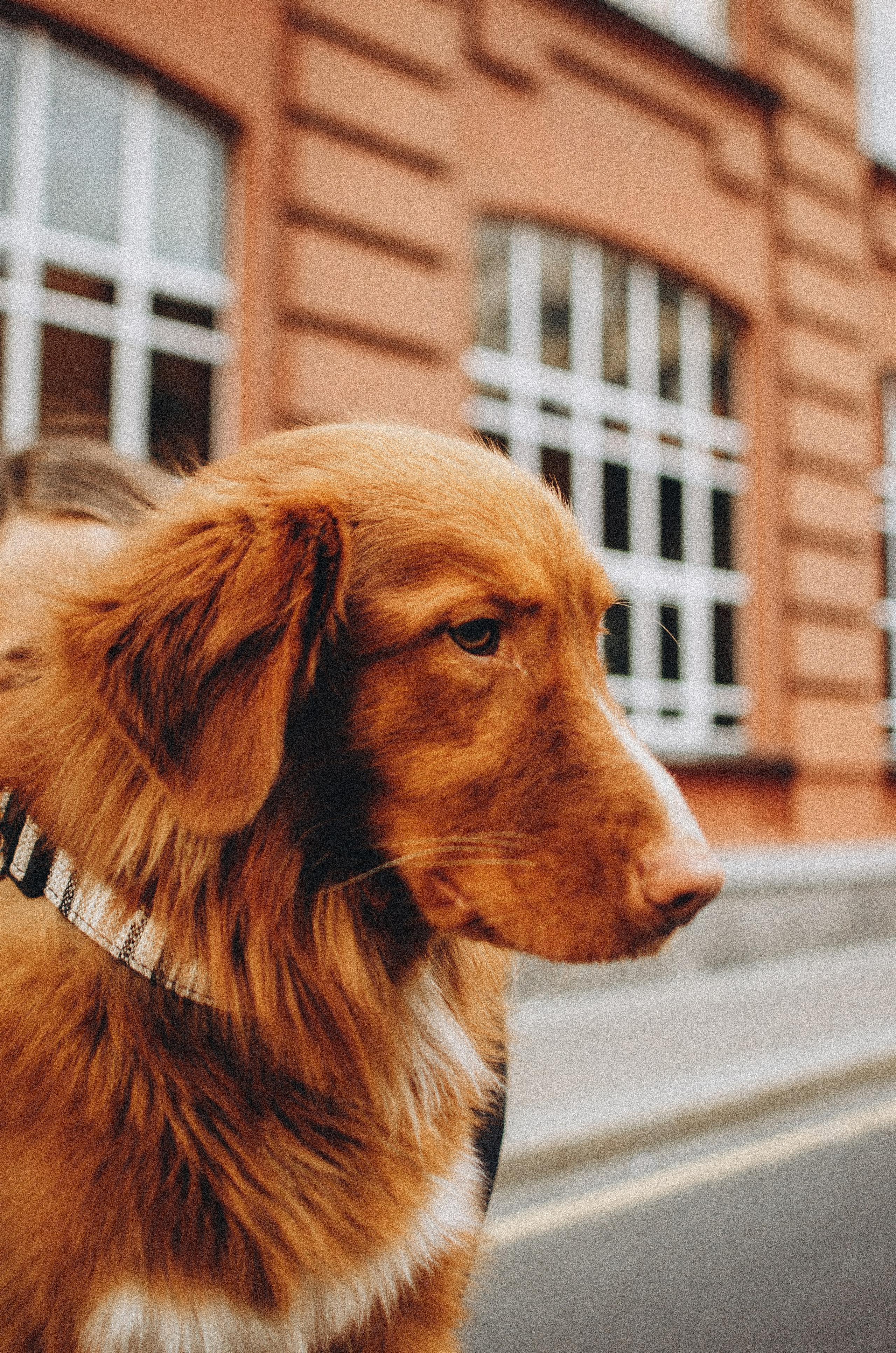 Алина и Бис. Фотограф-анималист Богданова Полина