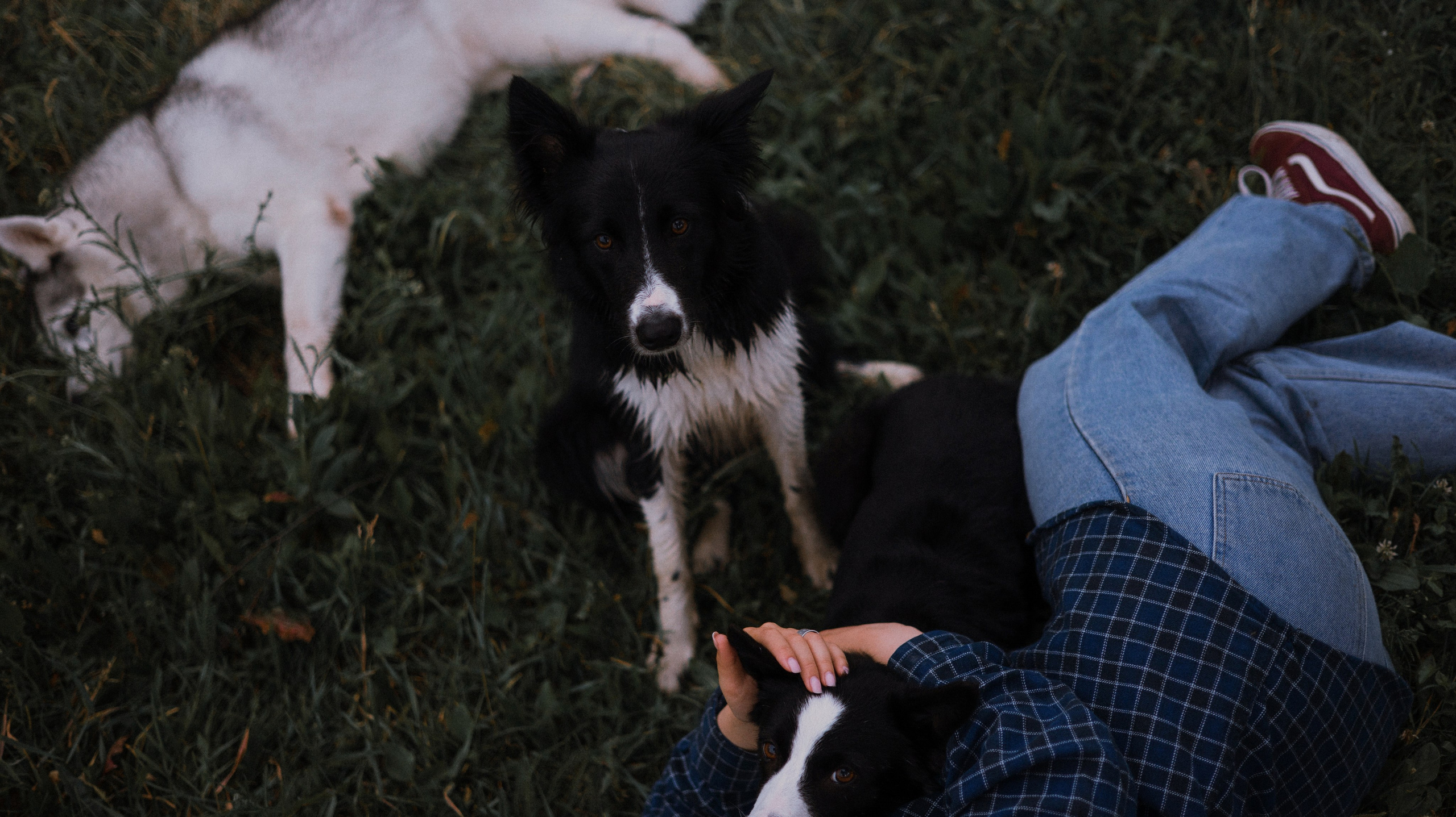 Аделя, Вандер, Шайна и Бая. Фотограф-анималист Богданова Полина