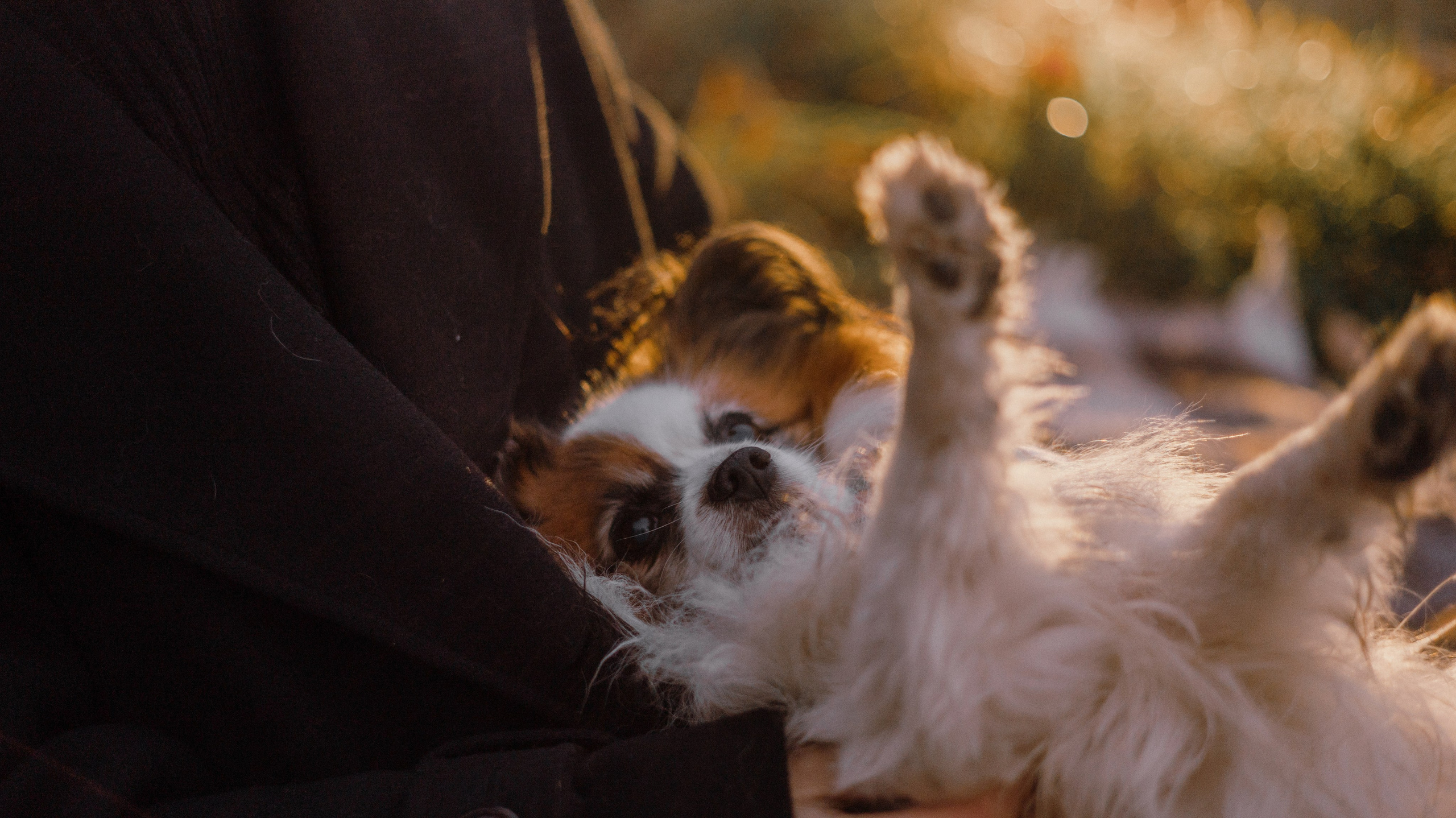 Маша, Катя, Астрид и Мася. Фотограф-анималист Богданова Полина