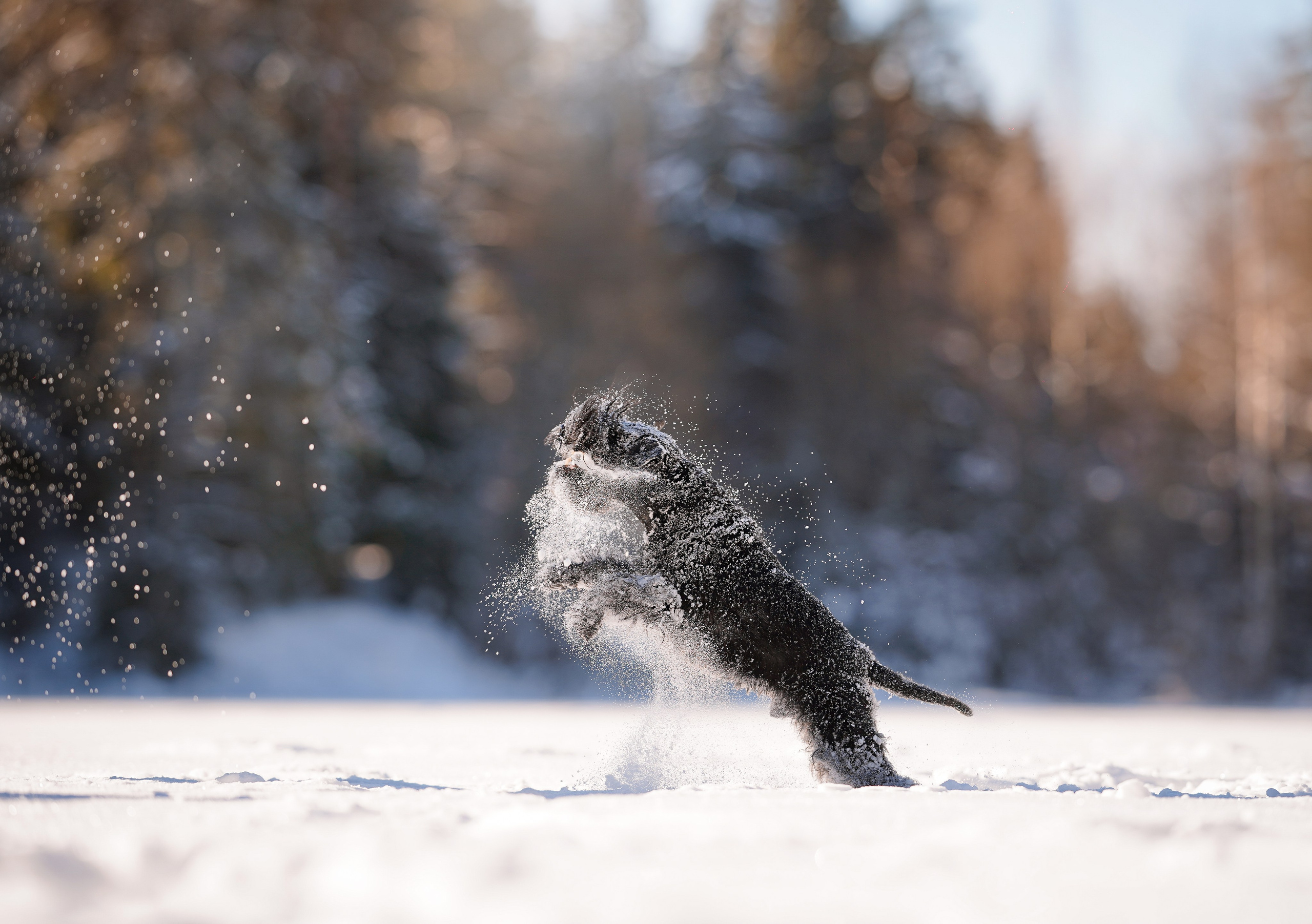 Настя Энзо и Мия. Фотограф-анималист в Санкт-Петербурге Яна Мартынова