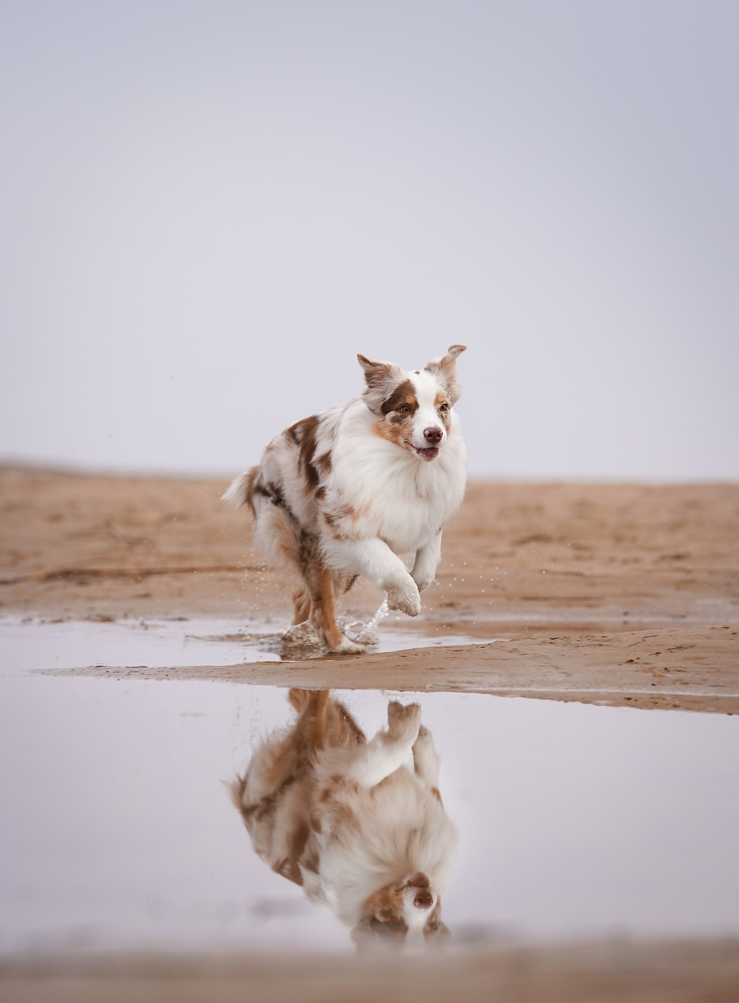 Панда Ладога. Фотограф-анималист в Санкт-Петербурге Яна Мартынова
