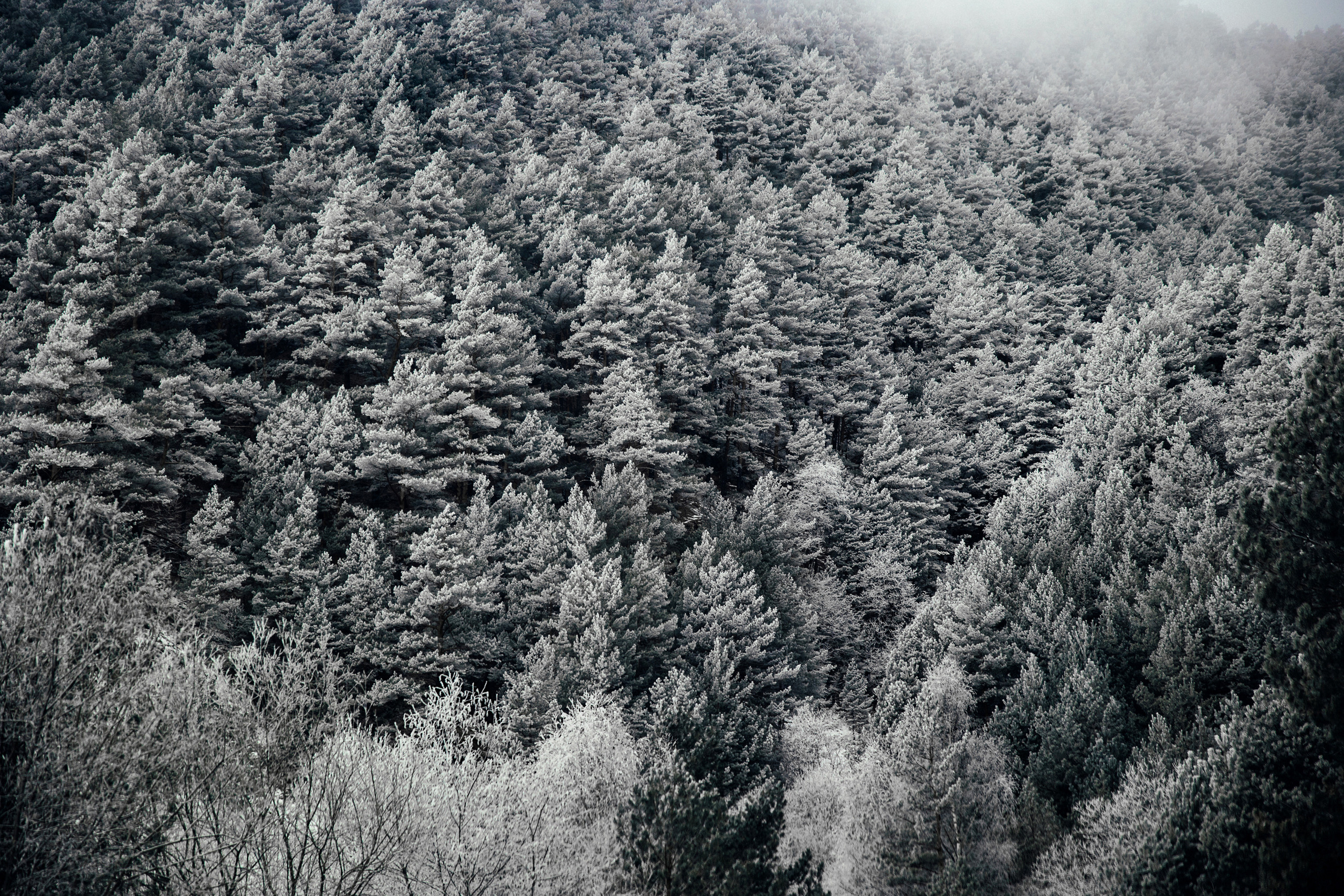 Северная Осетия. Свадебный и репортажный фотограф в Москве Владимир Сергеев | Naysaikolo