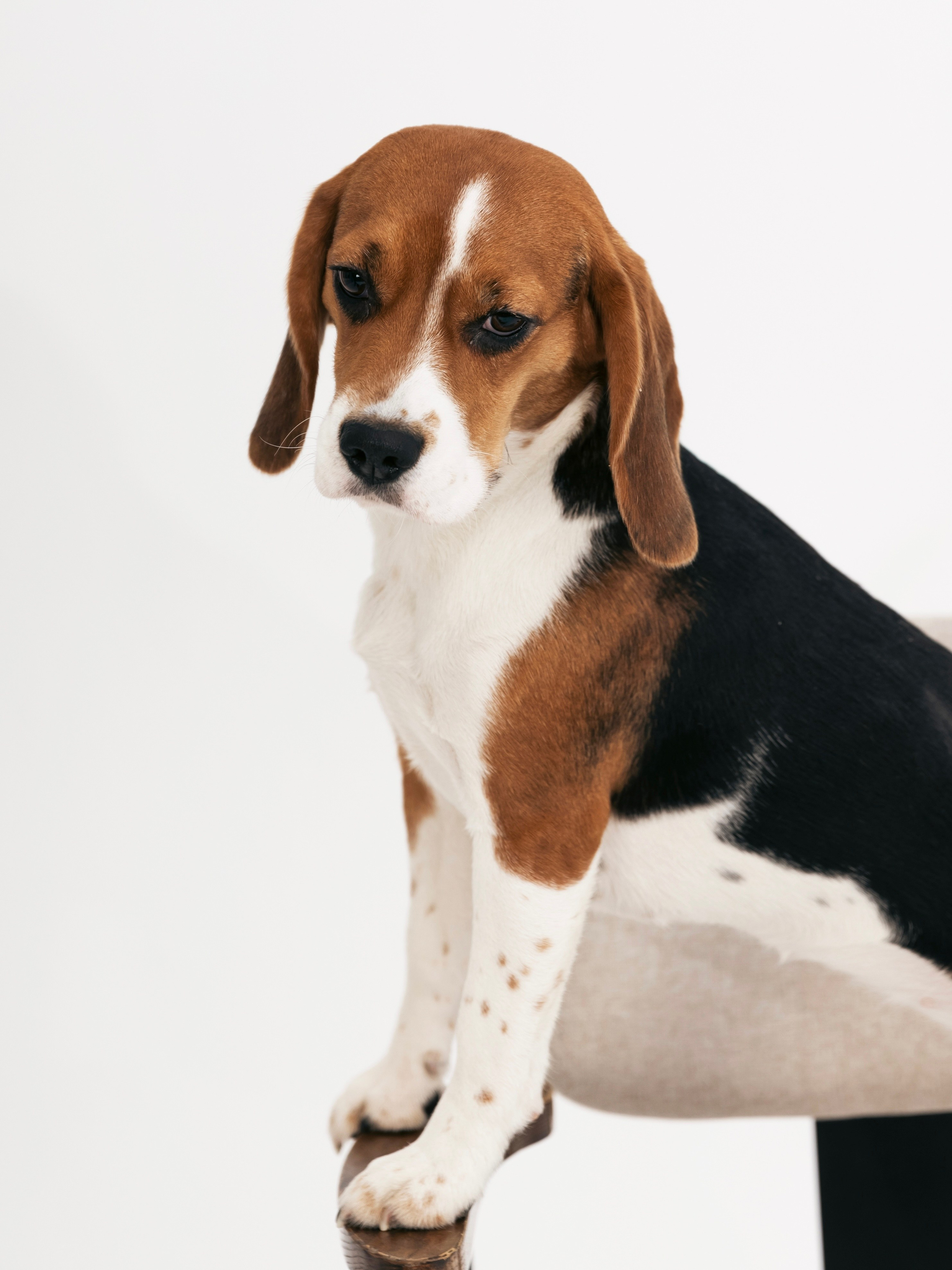 Биглемания. DRIPSTOCK MAG