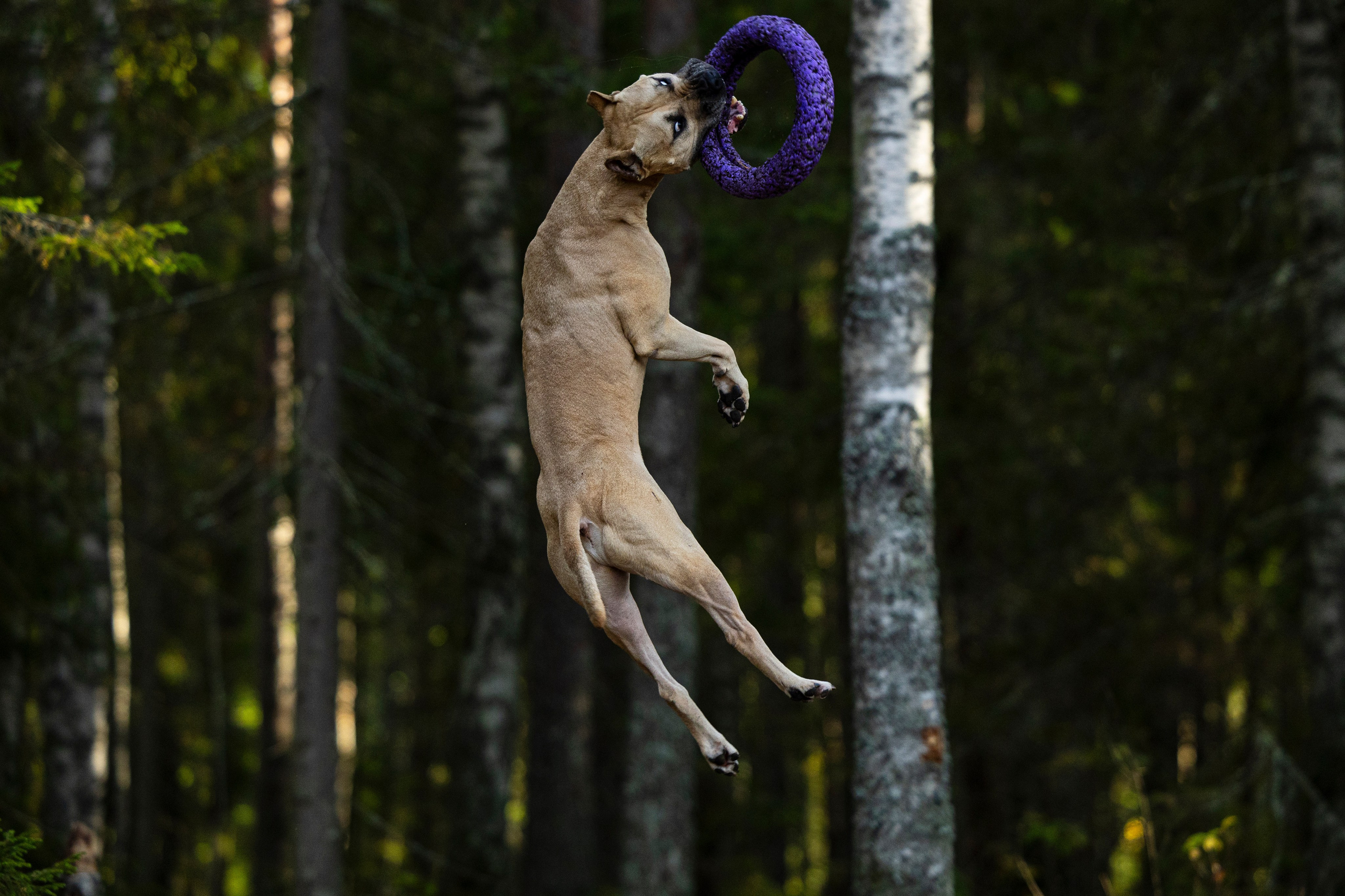 Фобос. Фотограф-анималист Анна Маринич