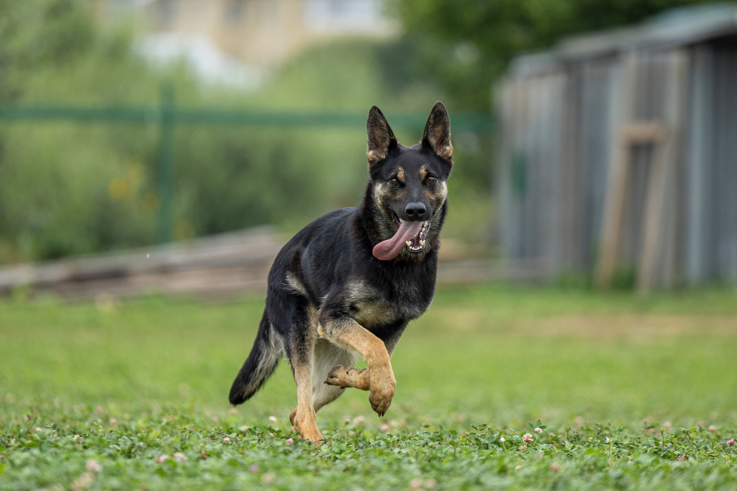 Соревнования по Мондьорингу г. Вологда 10-11.08.2024. Фотограф-анималист Анна Маринич