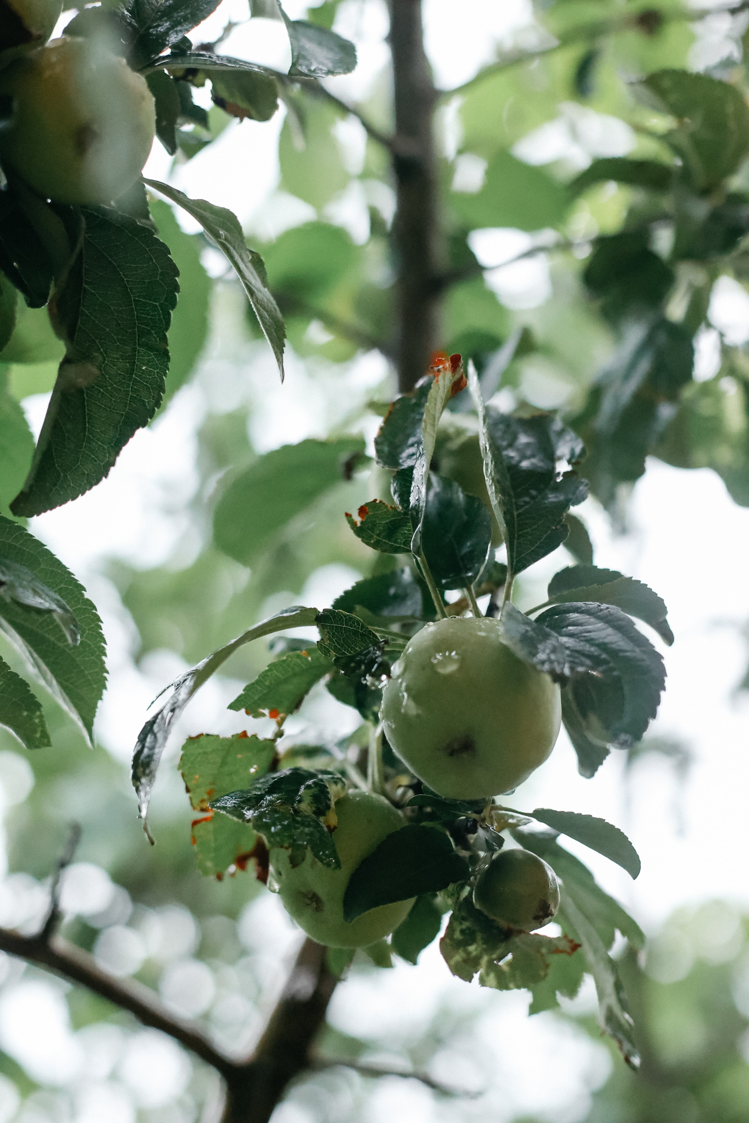 Wedding day Вова и Оля. Свадебный фотограф Полина Мишуринская