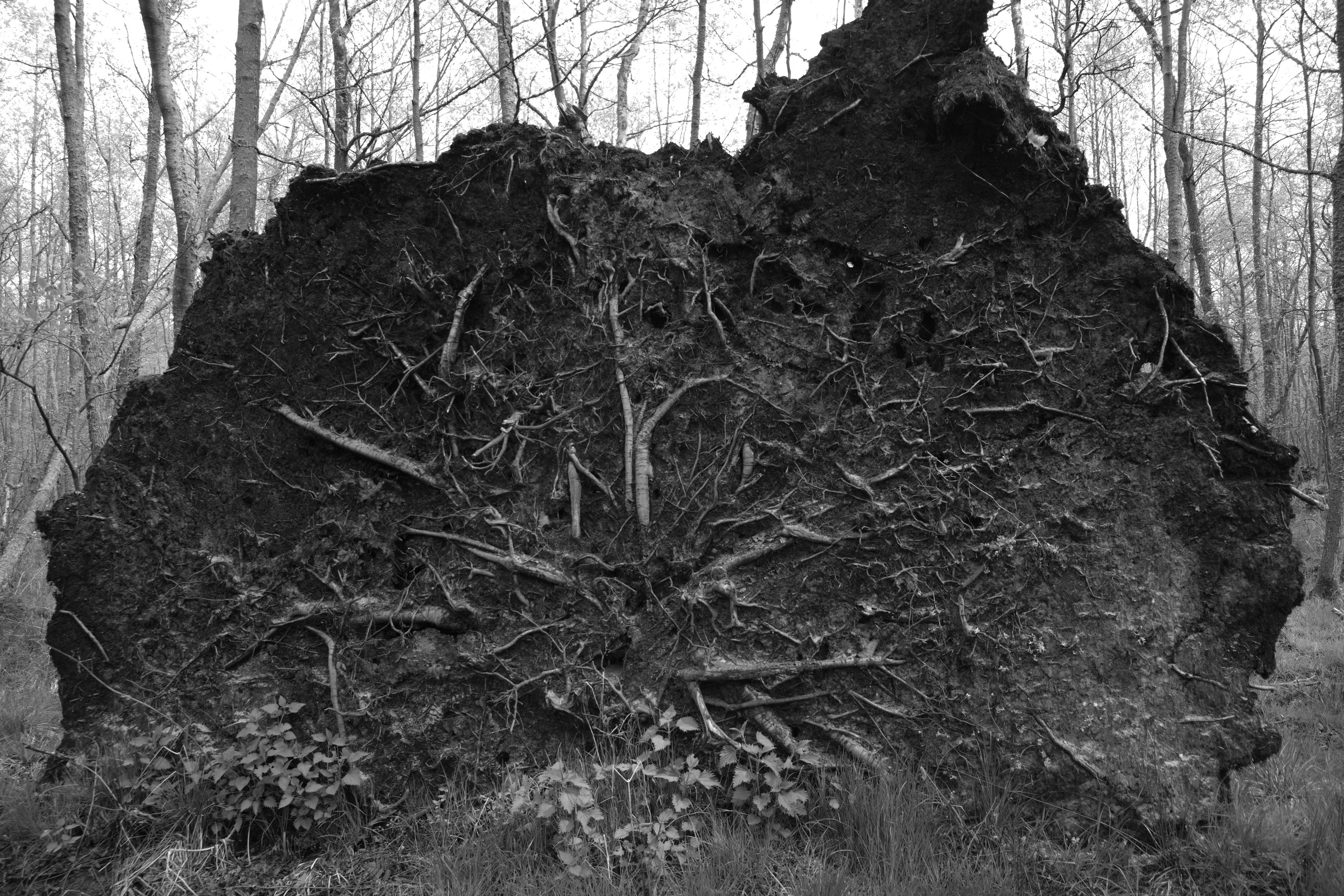 Я приношу к себе лес я себя приношу в лес. Алиса Косарева