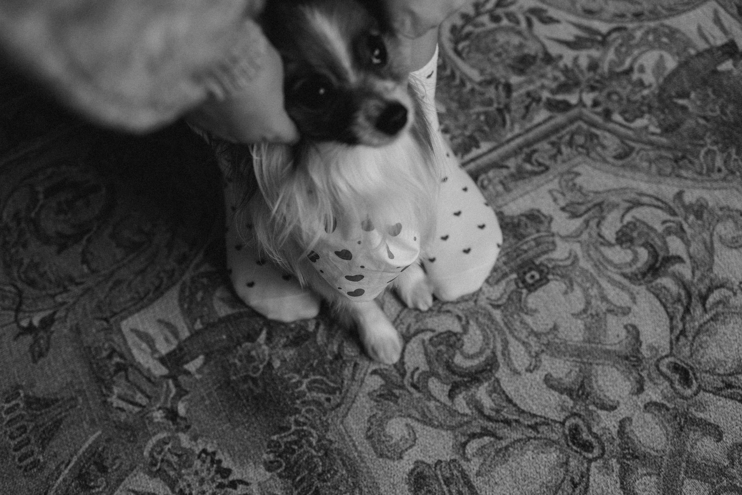 Женя и Брю. Фотограф — Анималист | Санкт-Петербург