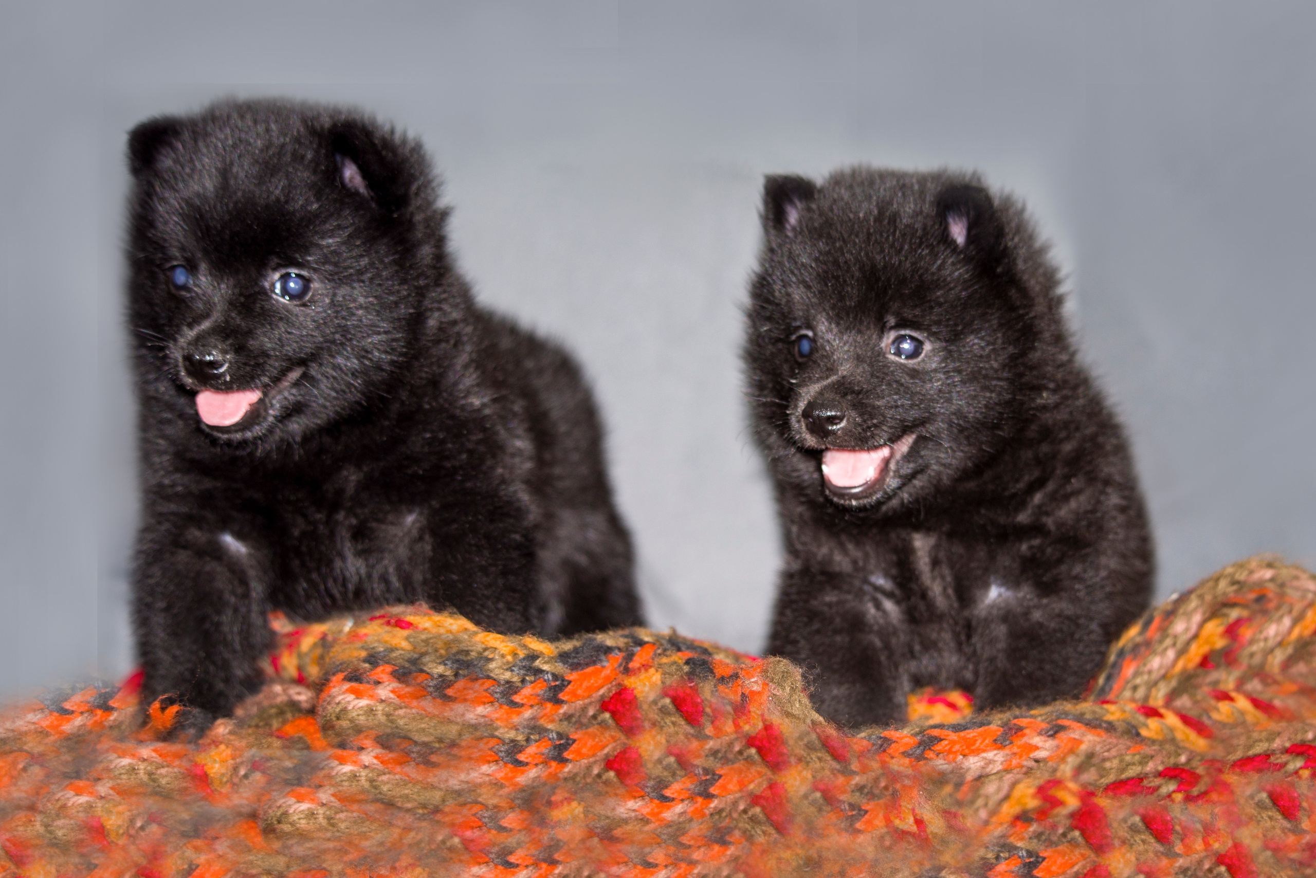 ФОТОСЪЕМКА С СОБАКАМИ. Репортажный и предметный фотограф Ольга Доловова в Ульяновске