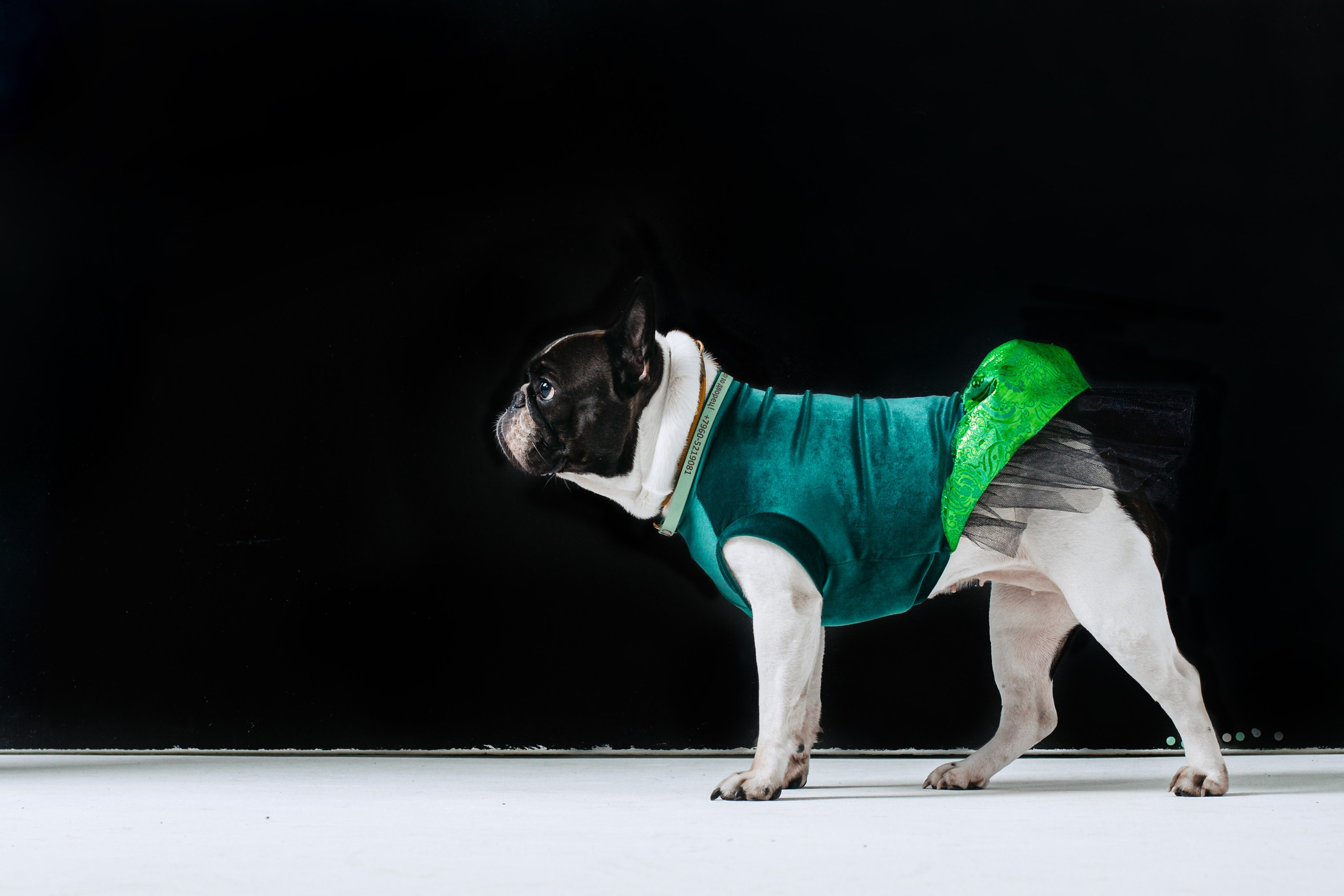 Пижамная вечеринка французских бульдогов и их хозяев. Фотограф-анималист Татьяна Степанова