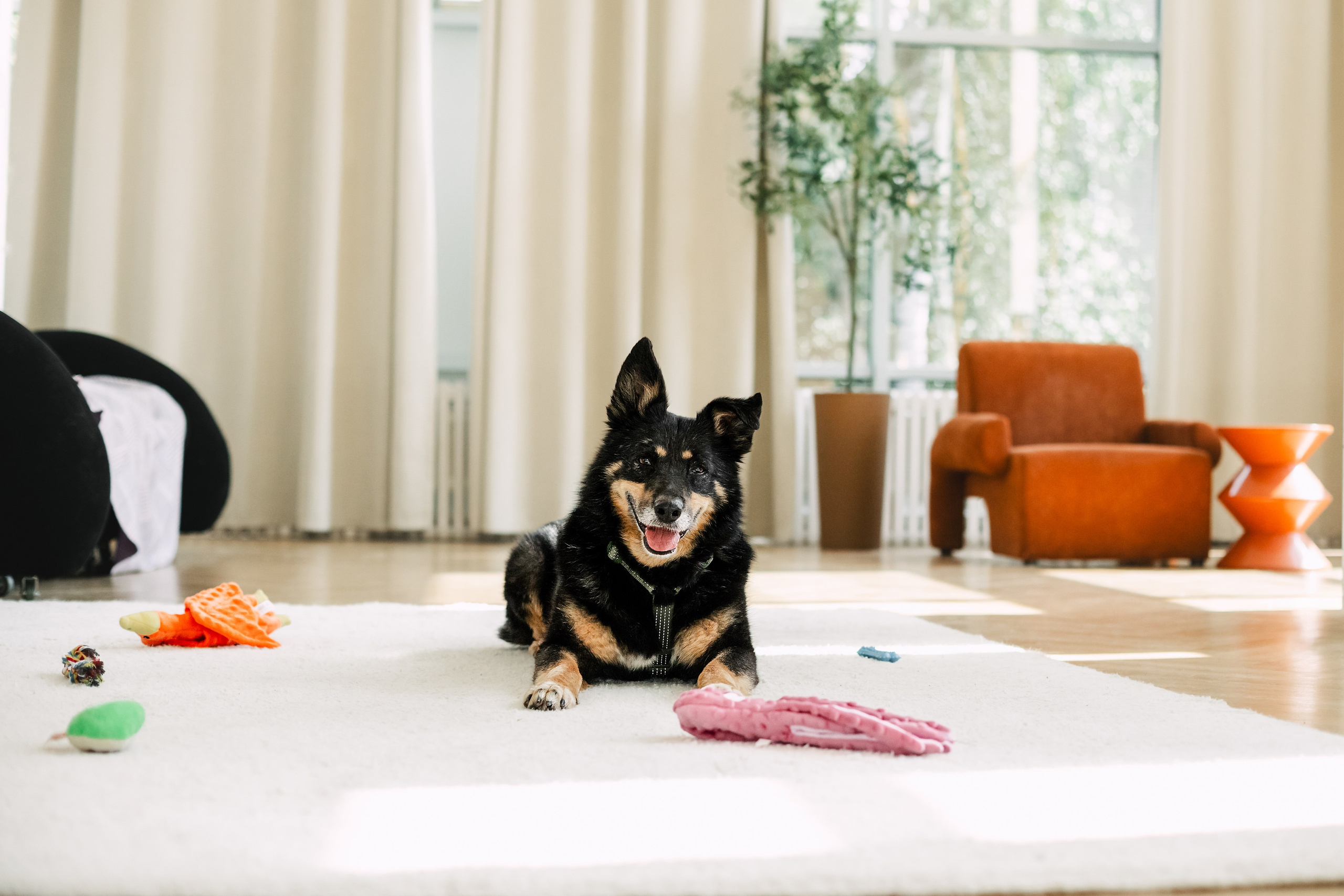 Студия лето 2025. Фотограф-анималист Татьяна Степанова