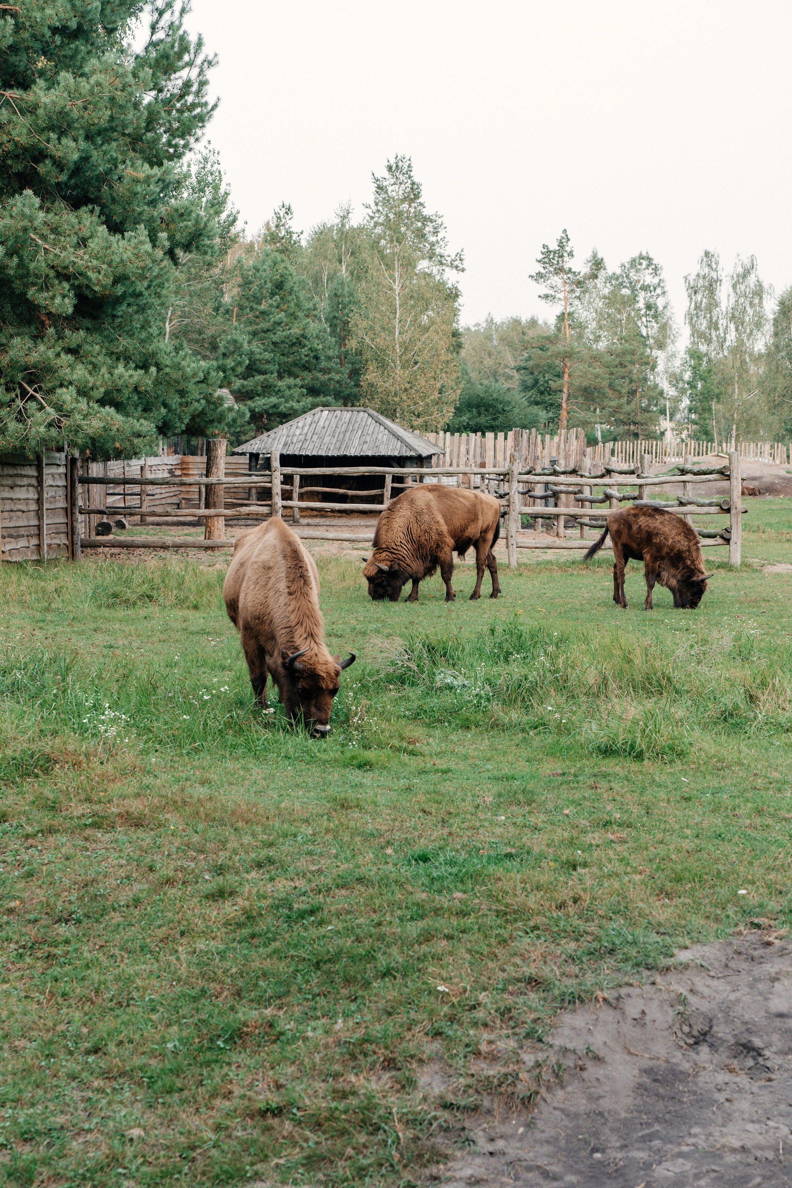 Диприз — в мире диких животных. Ваш семейный фотограф в Минске — Вика Трегубова