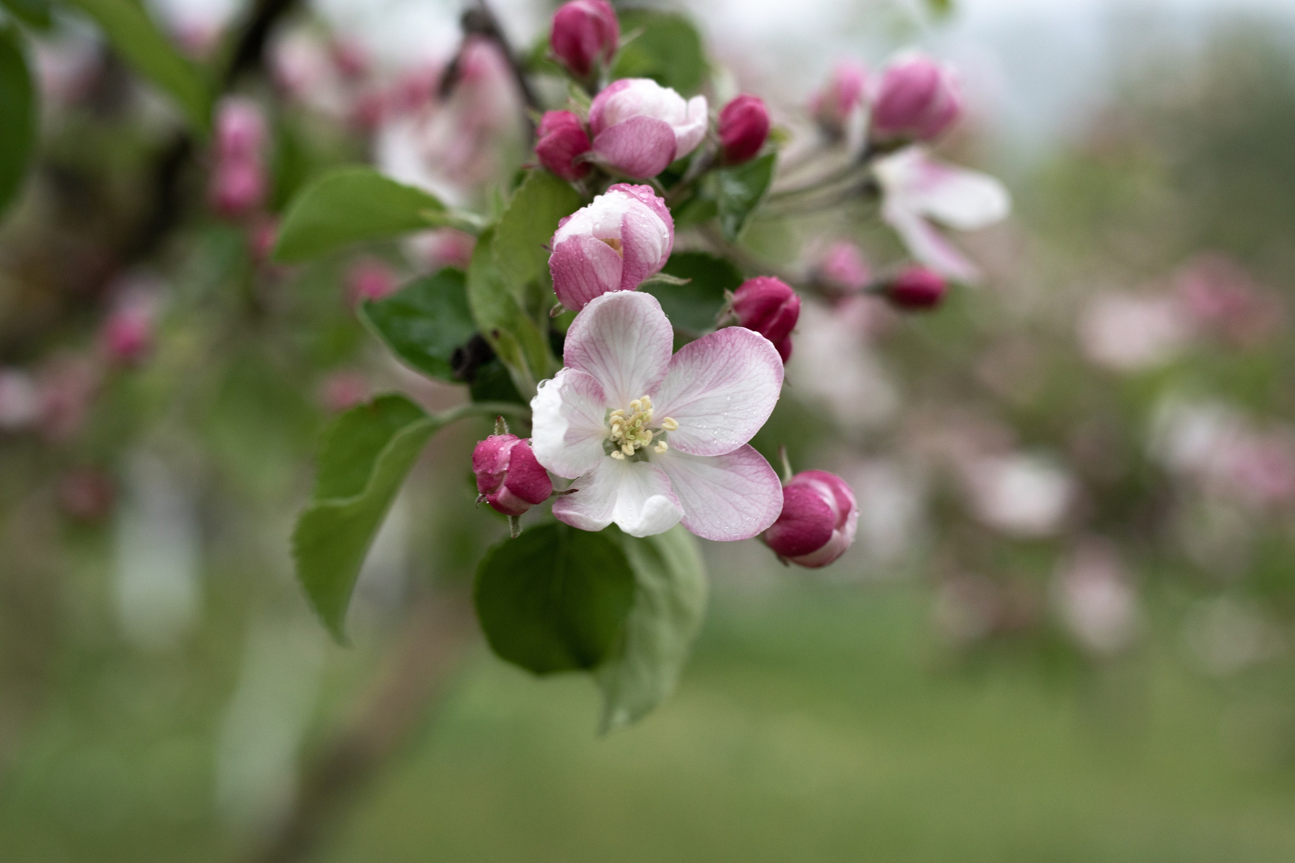 Фотограф Севастополь/Крым Светлана Евтушенко