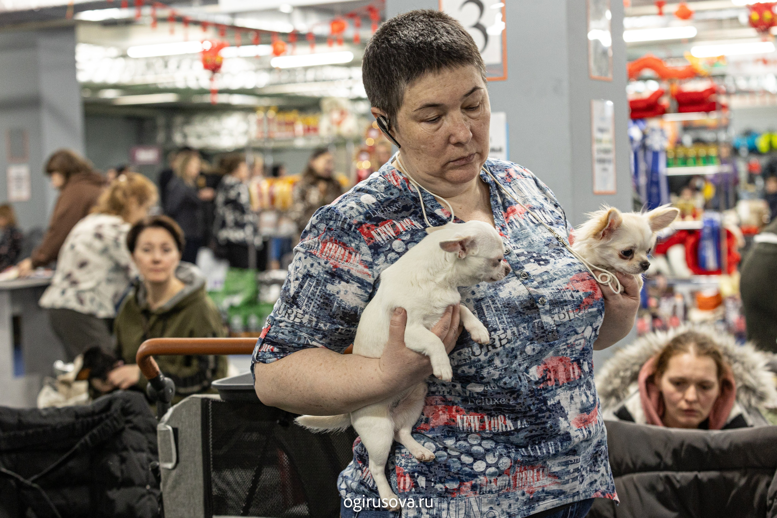 РОО КЛЖ «Олимп"+"Империя"+"Виктория».Выставка собак. Фотограф Ольга Гирусова «Пантерочка» Москва
